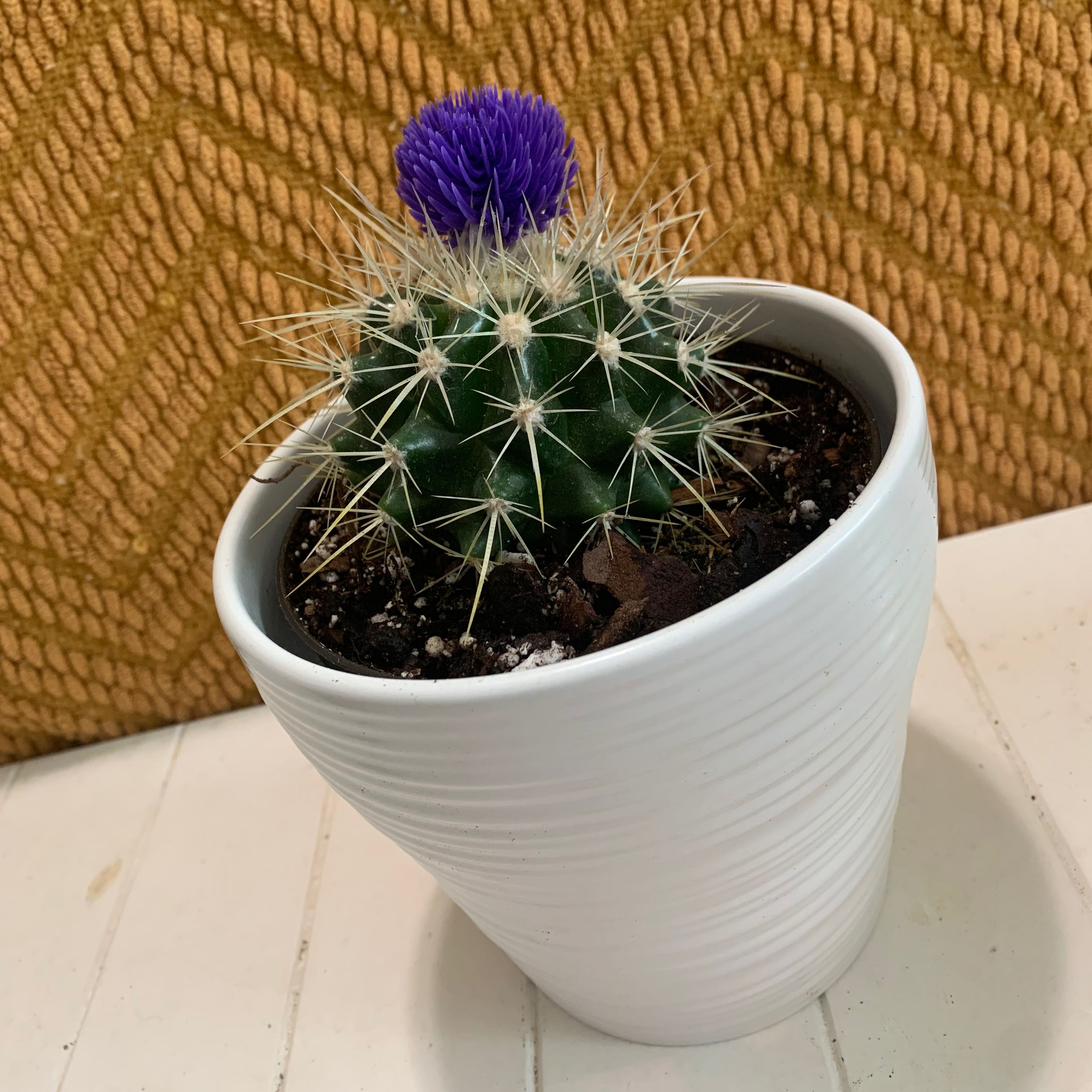 Photo of the plant species Strawberry Cactus by @PeacefulBohoBby named Strep Throat🥴💜 on Greg, the plant care app