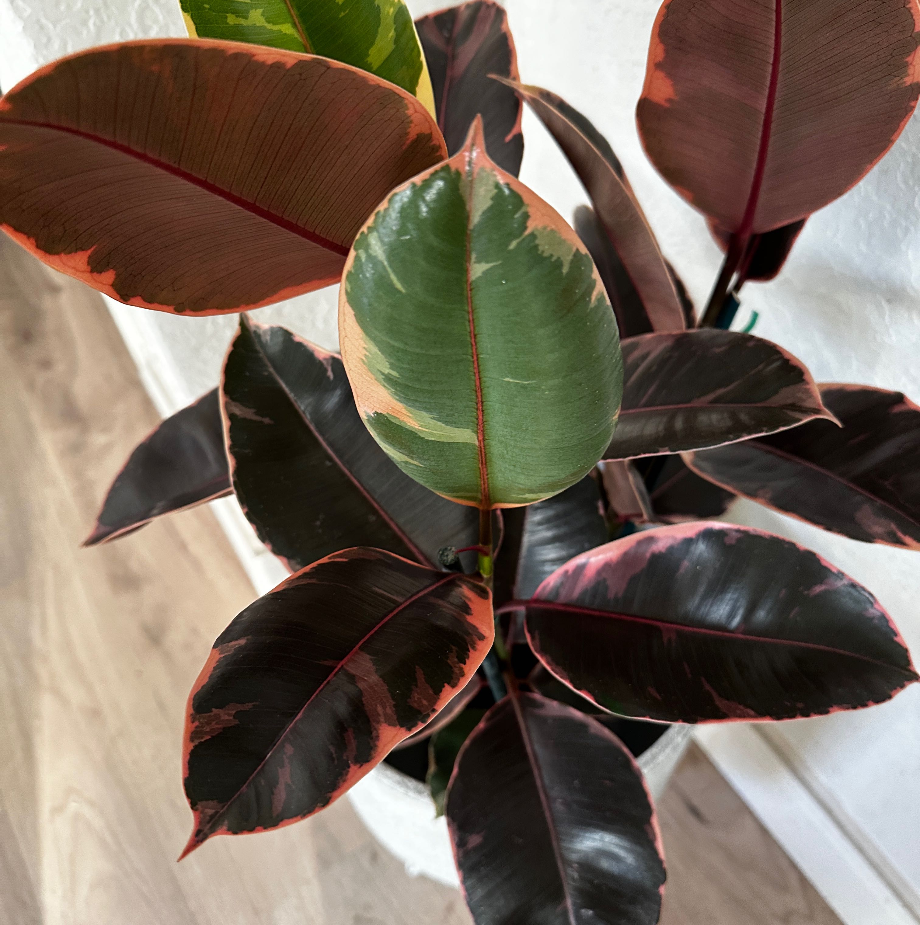 Ficus 'Ruby' plant with variegated green, pink, and red leaves.