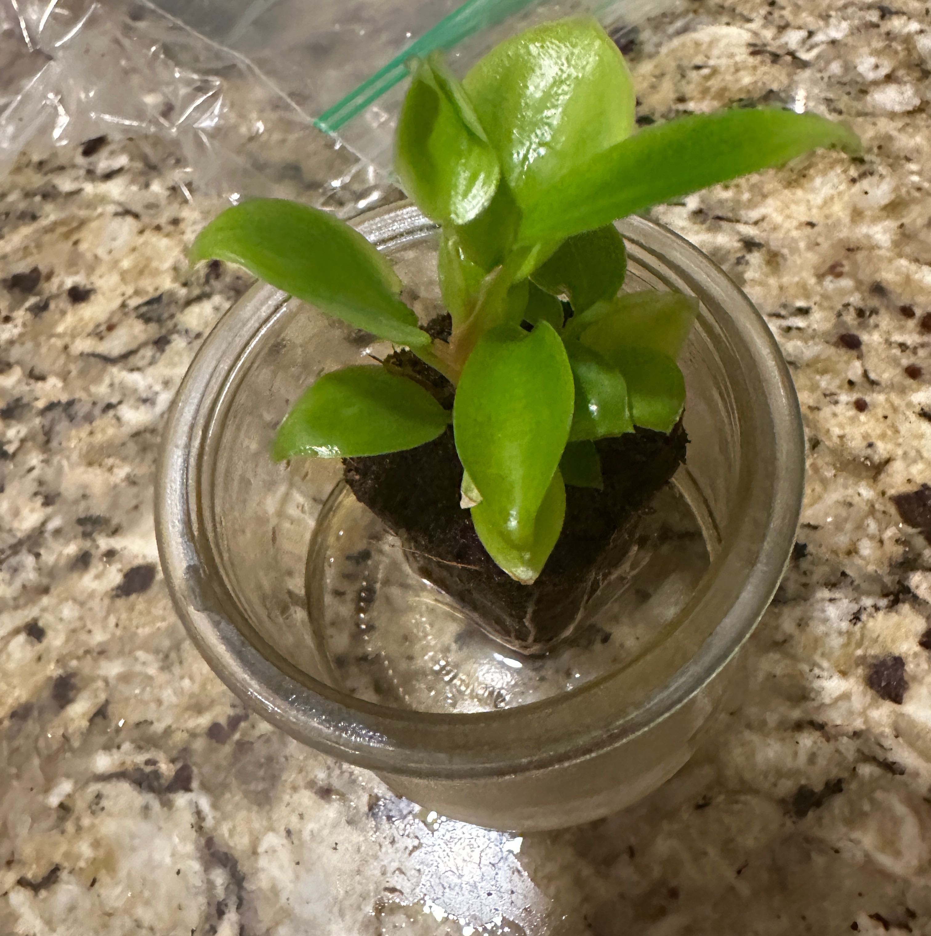 Philodendron 'Florida Beauty' plant in a glass container with vibrant green leaves.