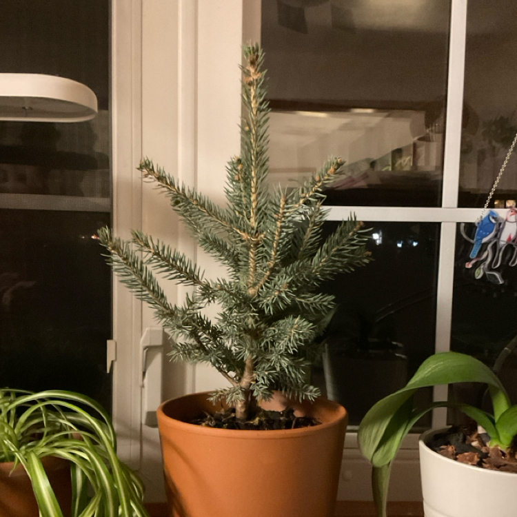 Blue Spruce plant in a terracotta pot indoors near a window, appears healthy.