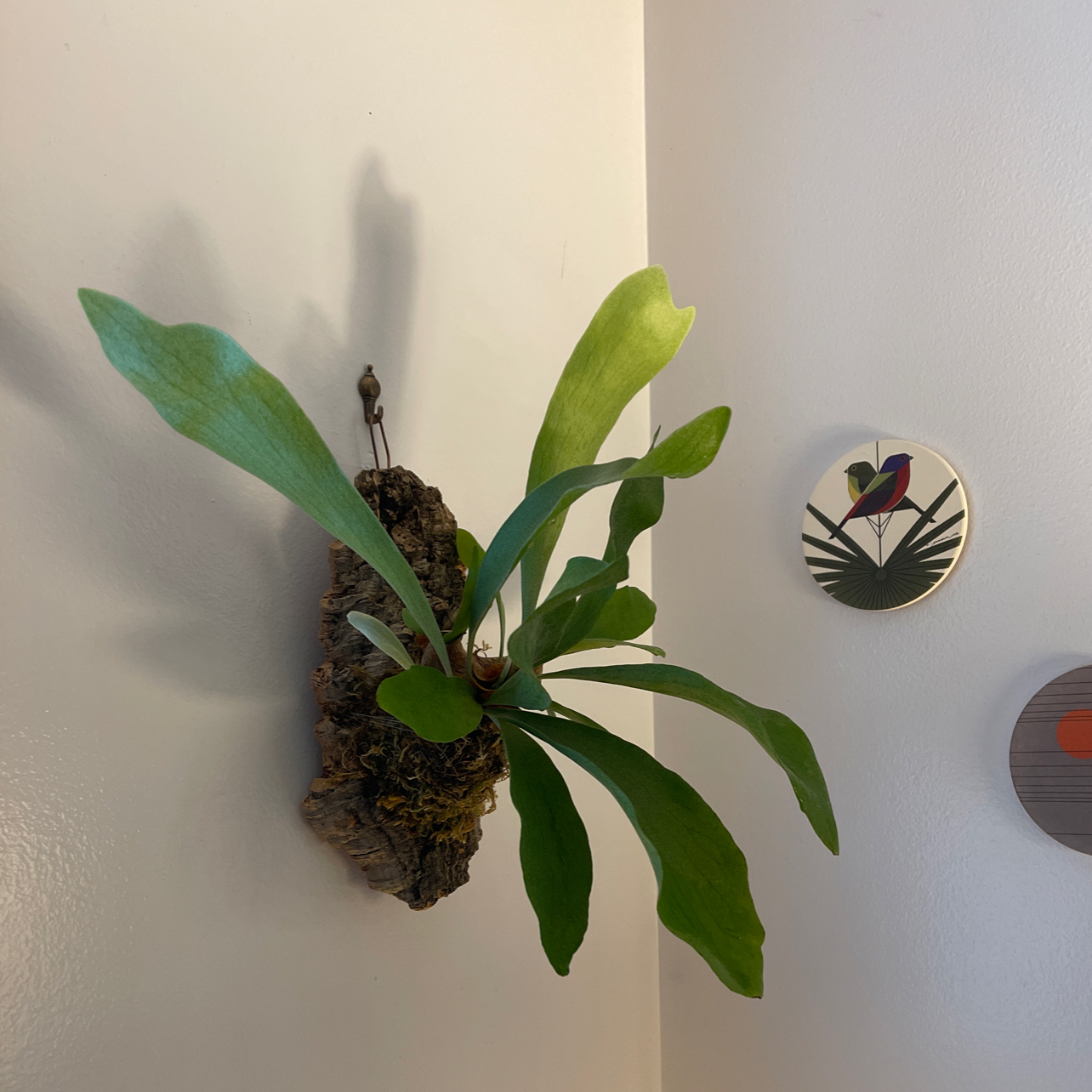 Elkhorn Fern plant photo by @KE named Stewart on Greg, the plant care app.