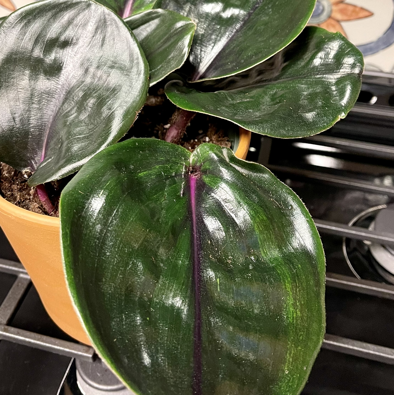 Geogenanthus ciliatus plant with dark green, glossy leaves and purple stems in a pot.
