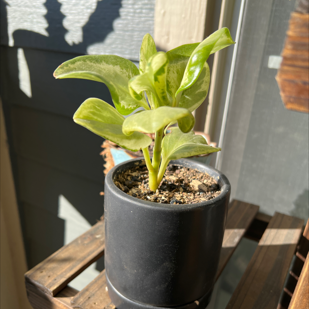 Golden Gate Peperomia plant in a black pot with visible soil, well-framed and in focus.