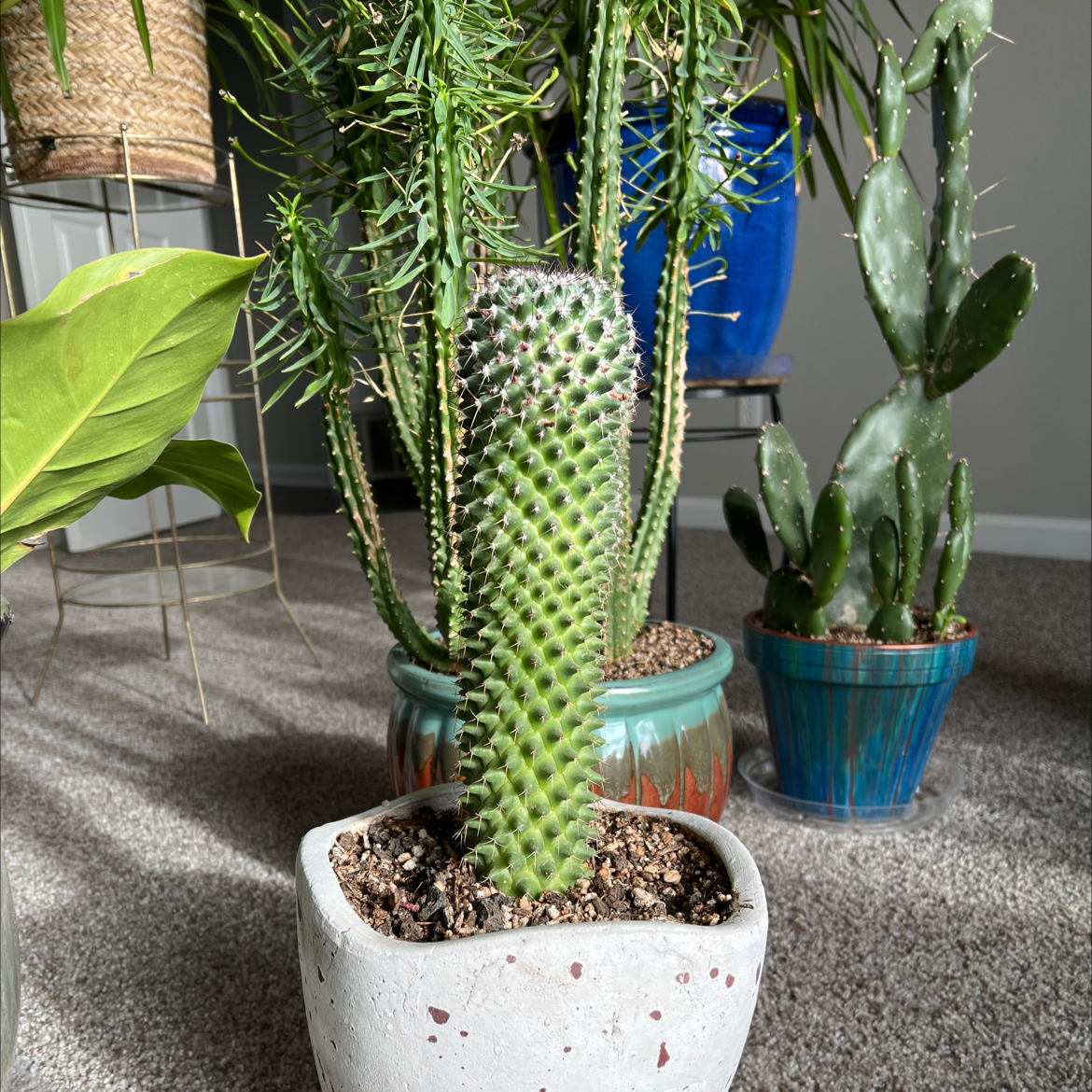 Mammillaria backebergiana cactus in a white pot with other plants in the background.
