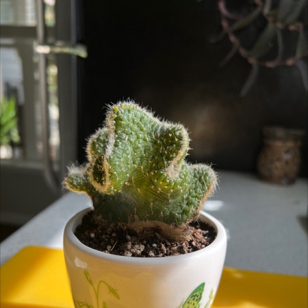 Photo of the plant species Emerald Idol Opuntia by Joseph named Hamilton on Greg, the plant care app