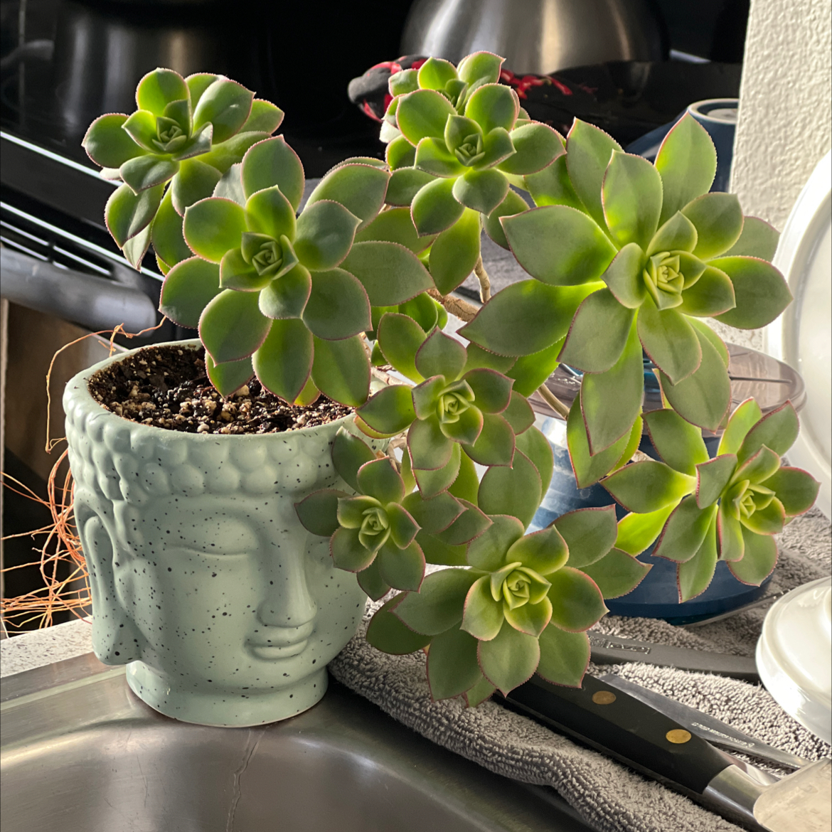 Healthy Haworth's Aeonium in a decorative pot with visible soil.