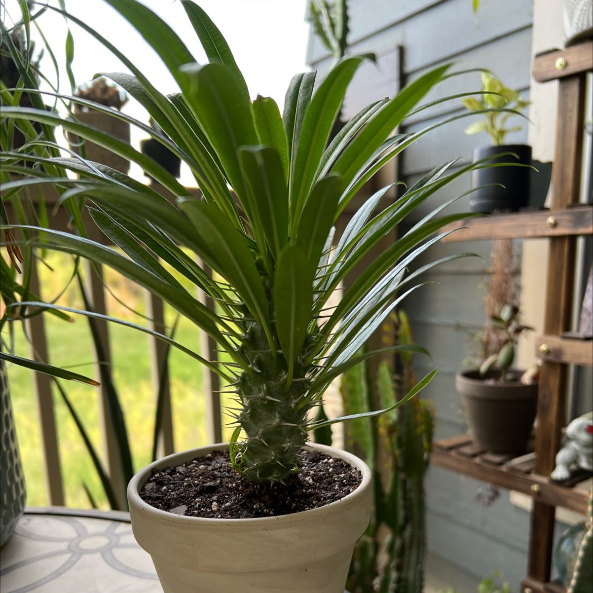 Madagascar Palm in a small pot with visible soil, well-framed and in focus.