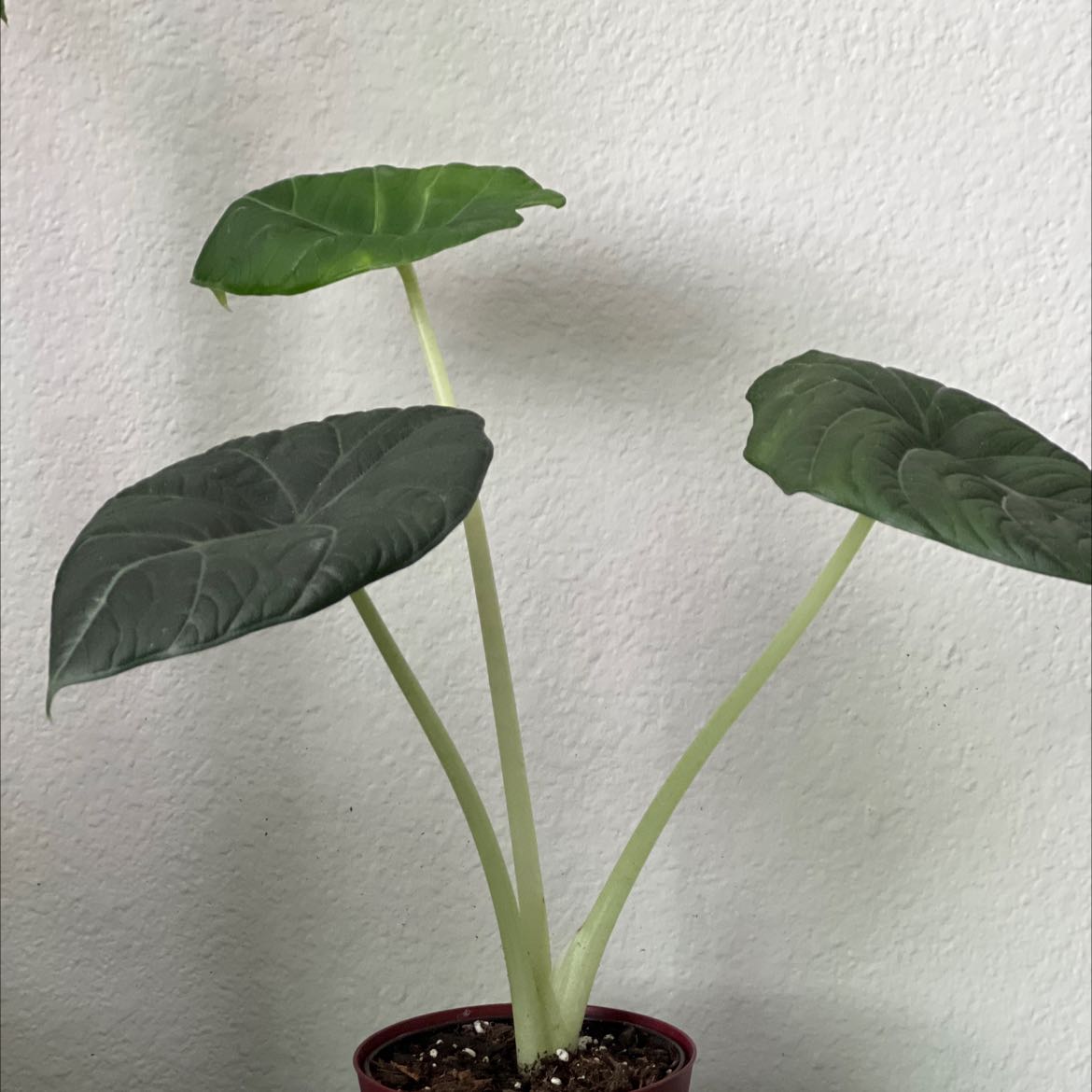 Black Velvet Alocasia plant with three large, healthy leaves in a pot.
