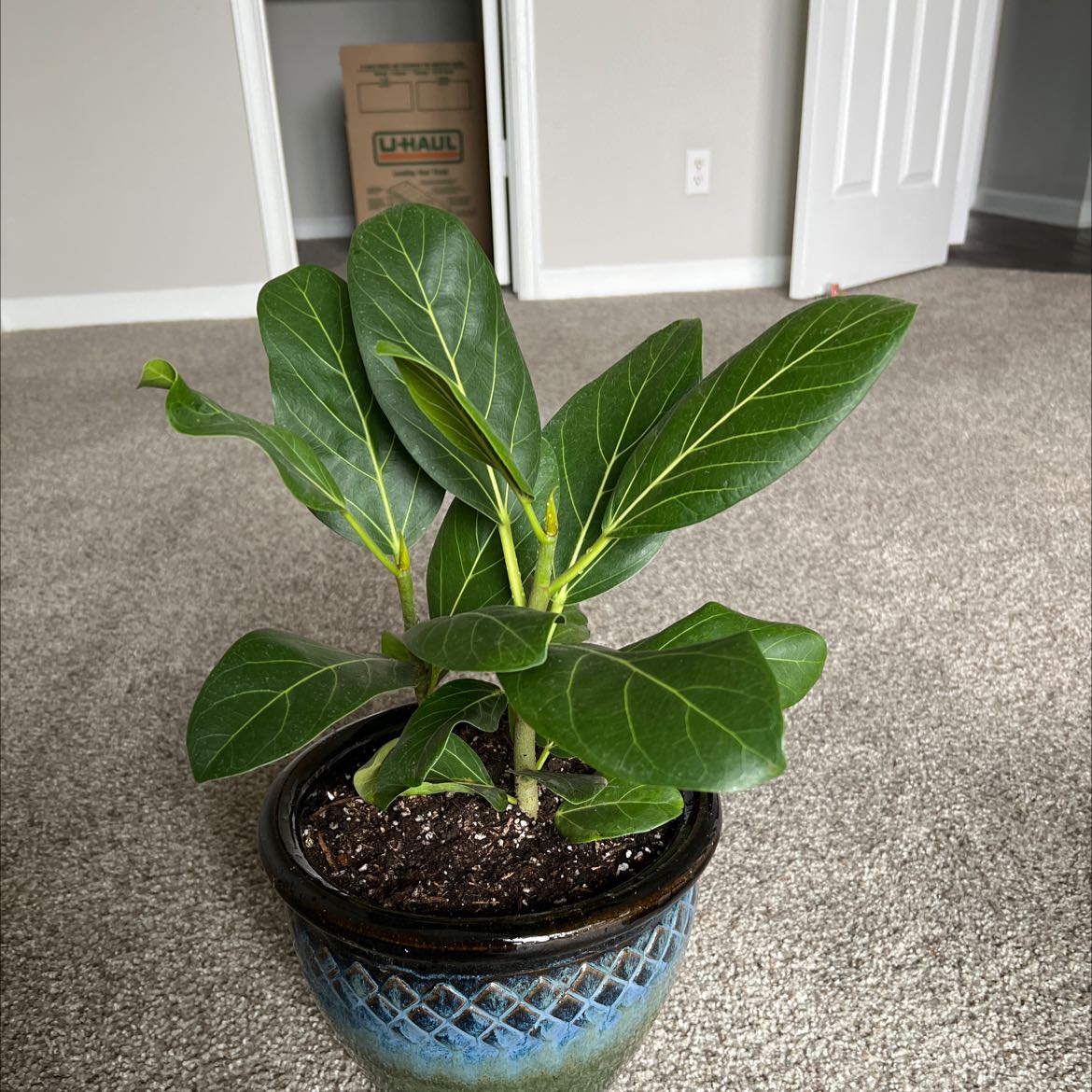 Potted Council Tree plant with broad, dark green leaves and visible soil.