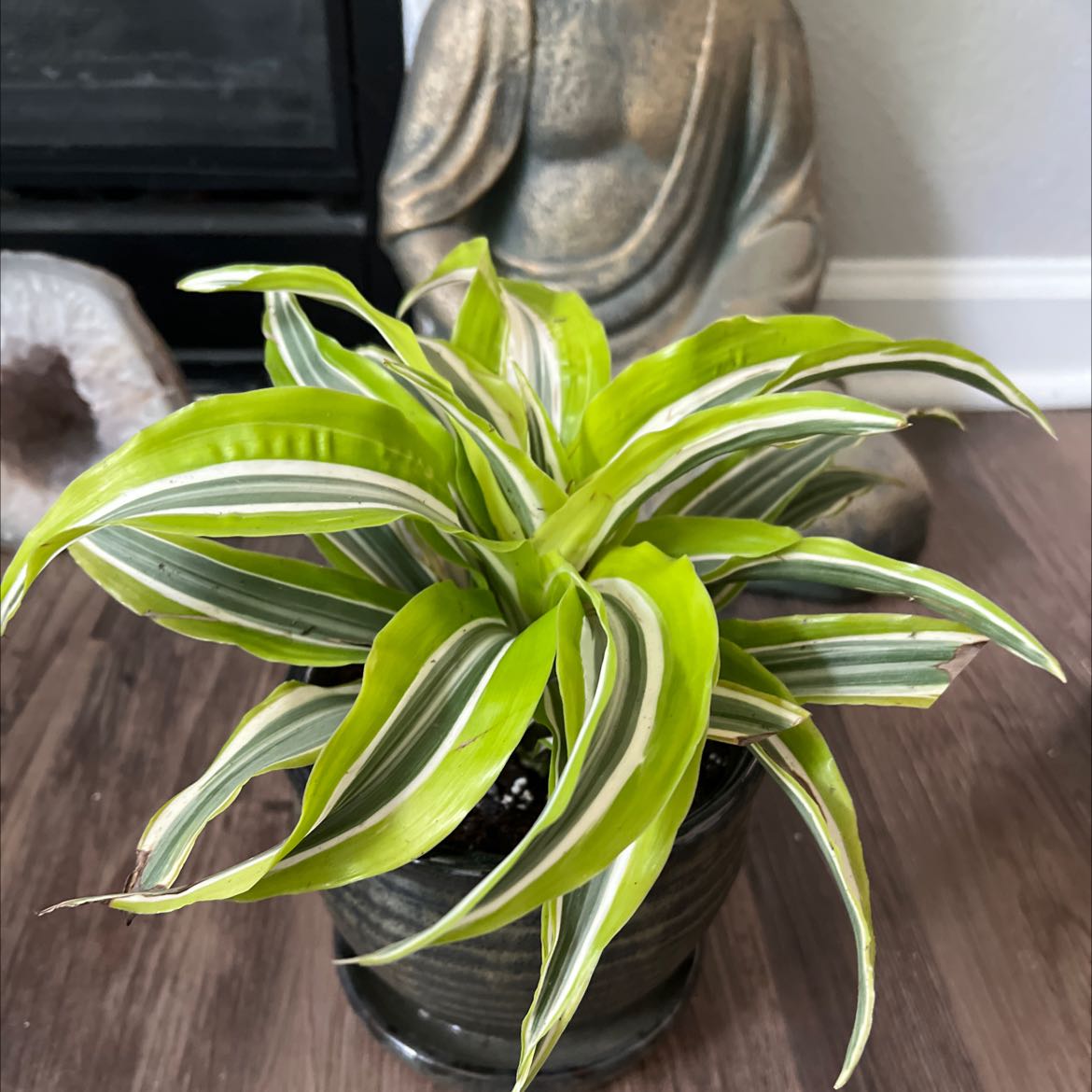 Dracaena 'Warneckii' plant in a pot with vibrant green leaves and white stripes.