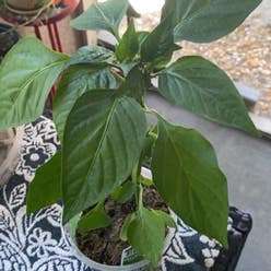 Pepper Plant plant