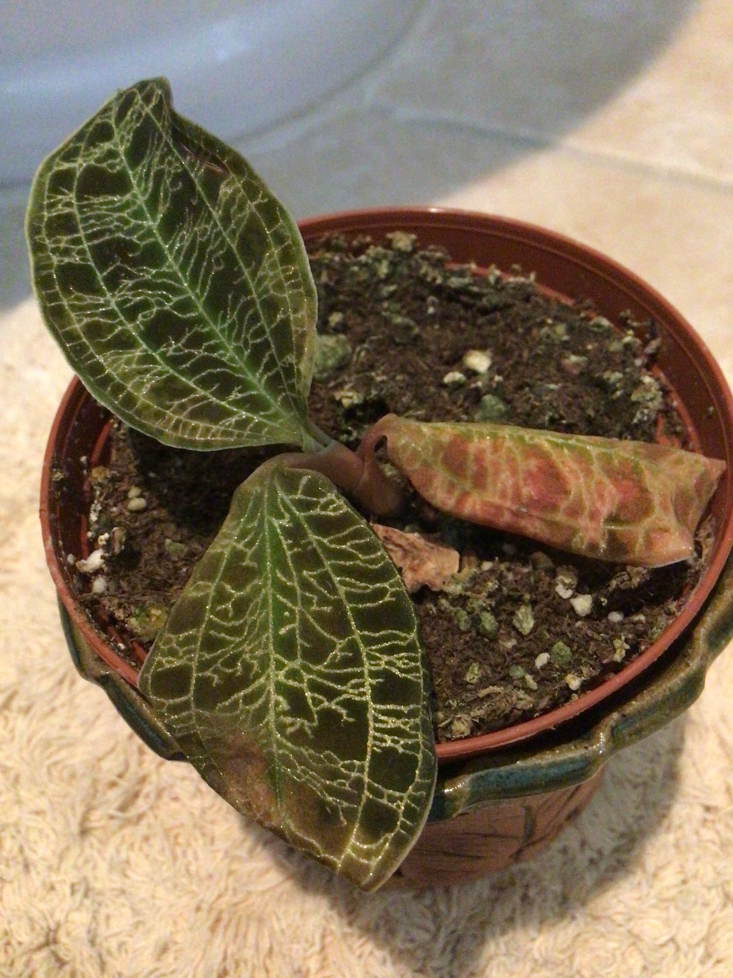 Lightning Bolt Jewel Orchid Care 101 Water, Light & Growing Tips