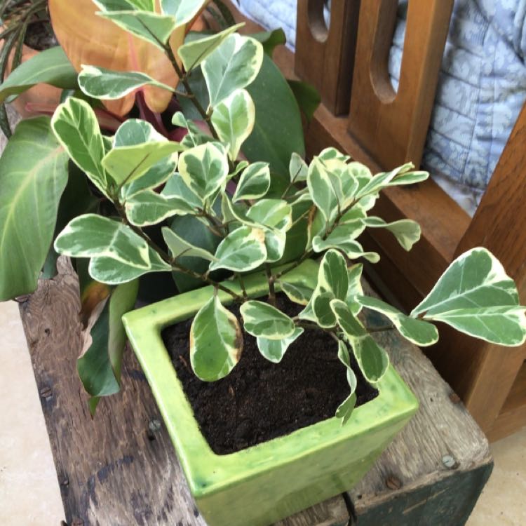 Photo of the plant species Variegated Heart Leaf Ficus by @AproposMangeao named Hades￼ on Greg, the plant care app