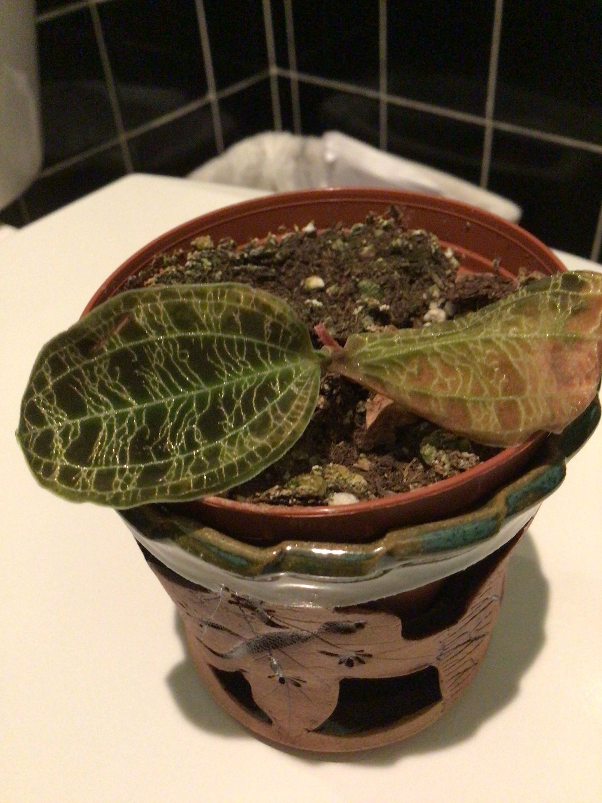 Lightning Bolt Jewel Orchid Care 101 Water, Light & Growing Tips