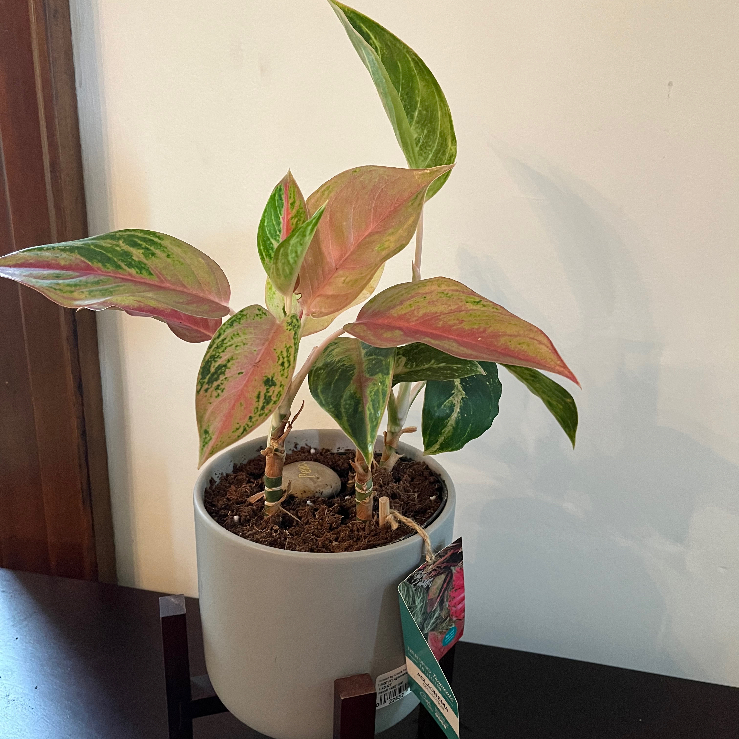 Photo of the plant species Chinese Evergreen 'Garnet Coltrane' by @GreenCrew named Sunny on Greg, the plant care app