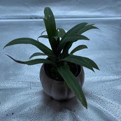 Bush Lily plant