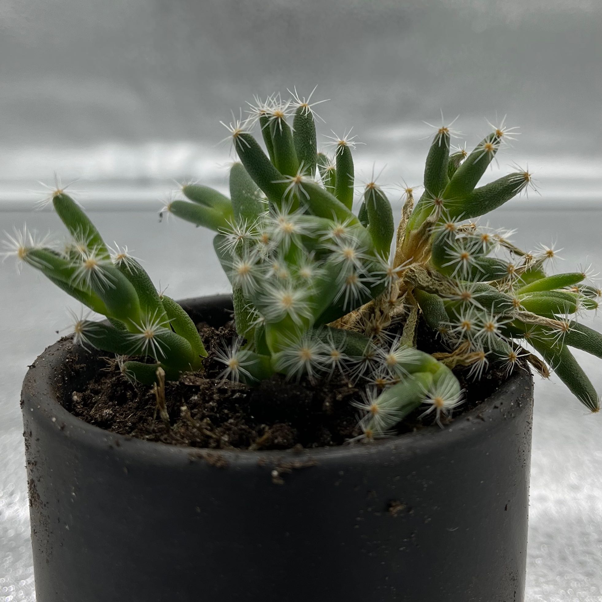 Missouri Foxtail Cactus in a black pot with visible white spines and some browning stems.