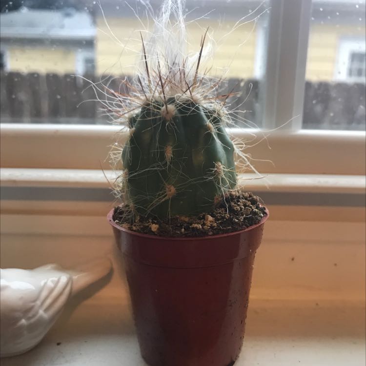 Miniature Barrel Cactus in a red pot on a windowsill.