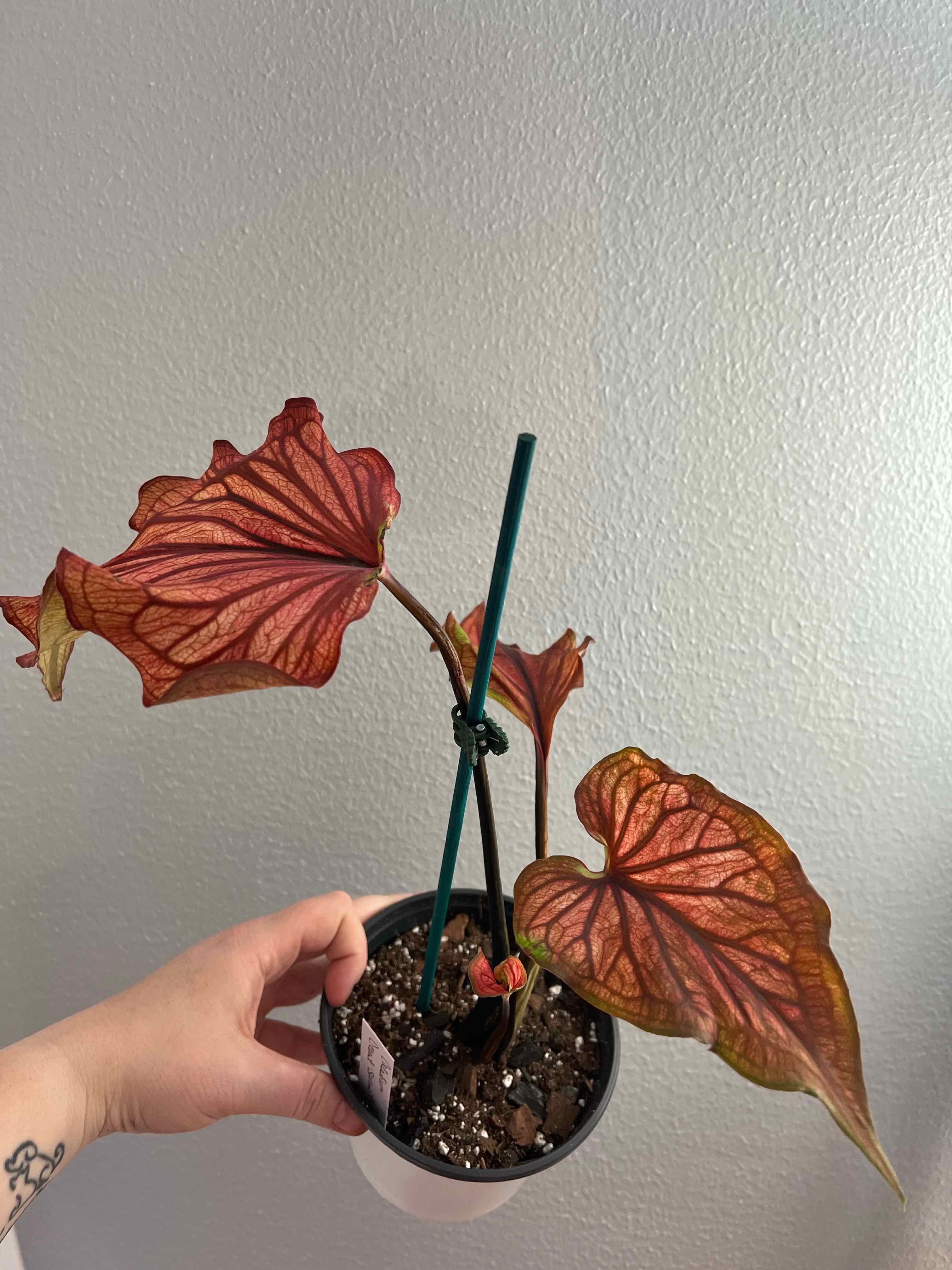 Photo of the plant species Desert Sunset Caladium by @samsin32 named Caladium Desert Sunset on Greg, the plant care app
