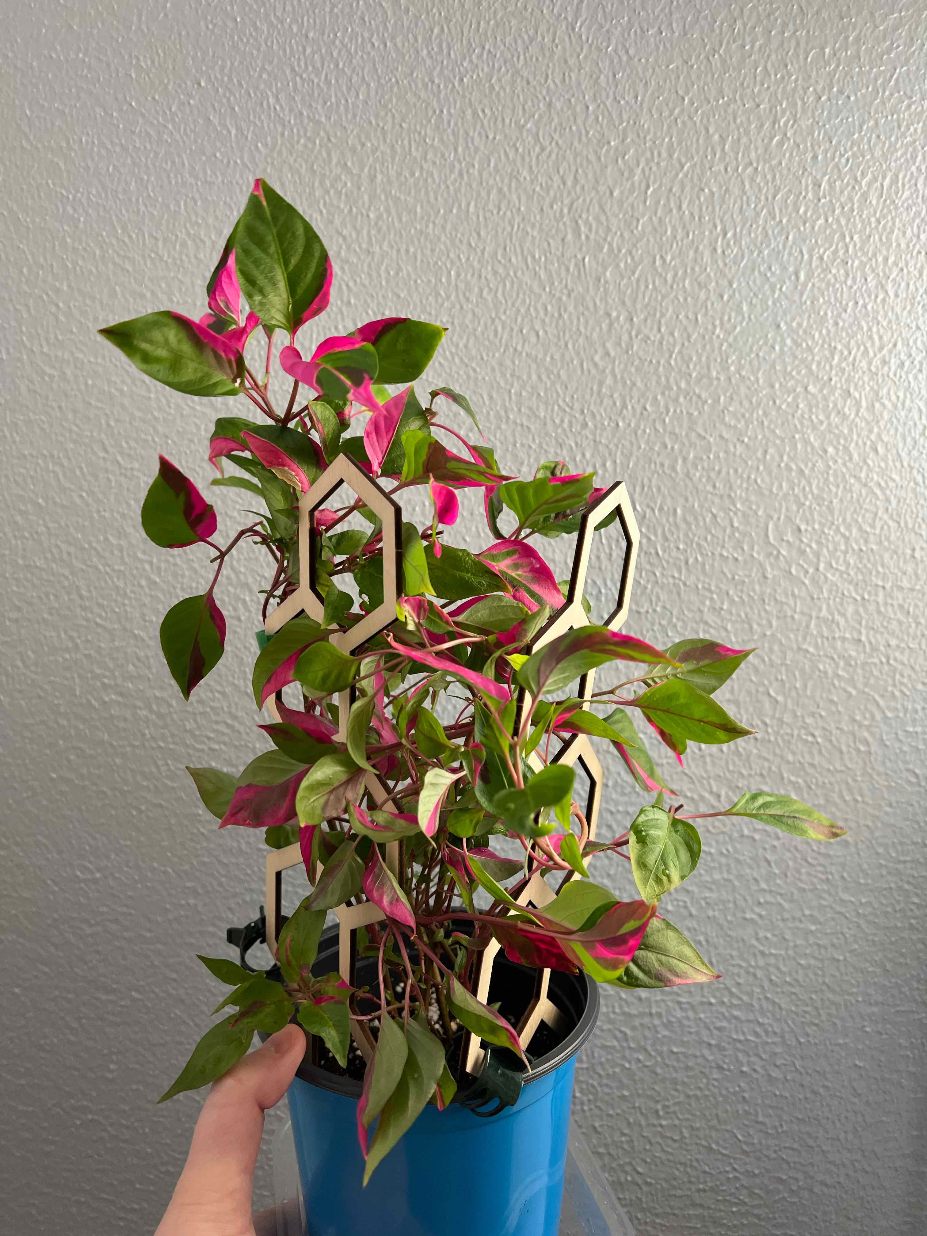 Party Time Alternanthera plant in a blue pot with vibrant green and pink leaves.