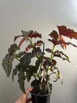 Begonia Cracklin Rosie plant