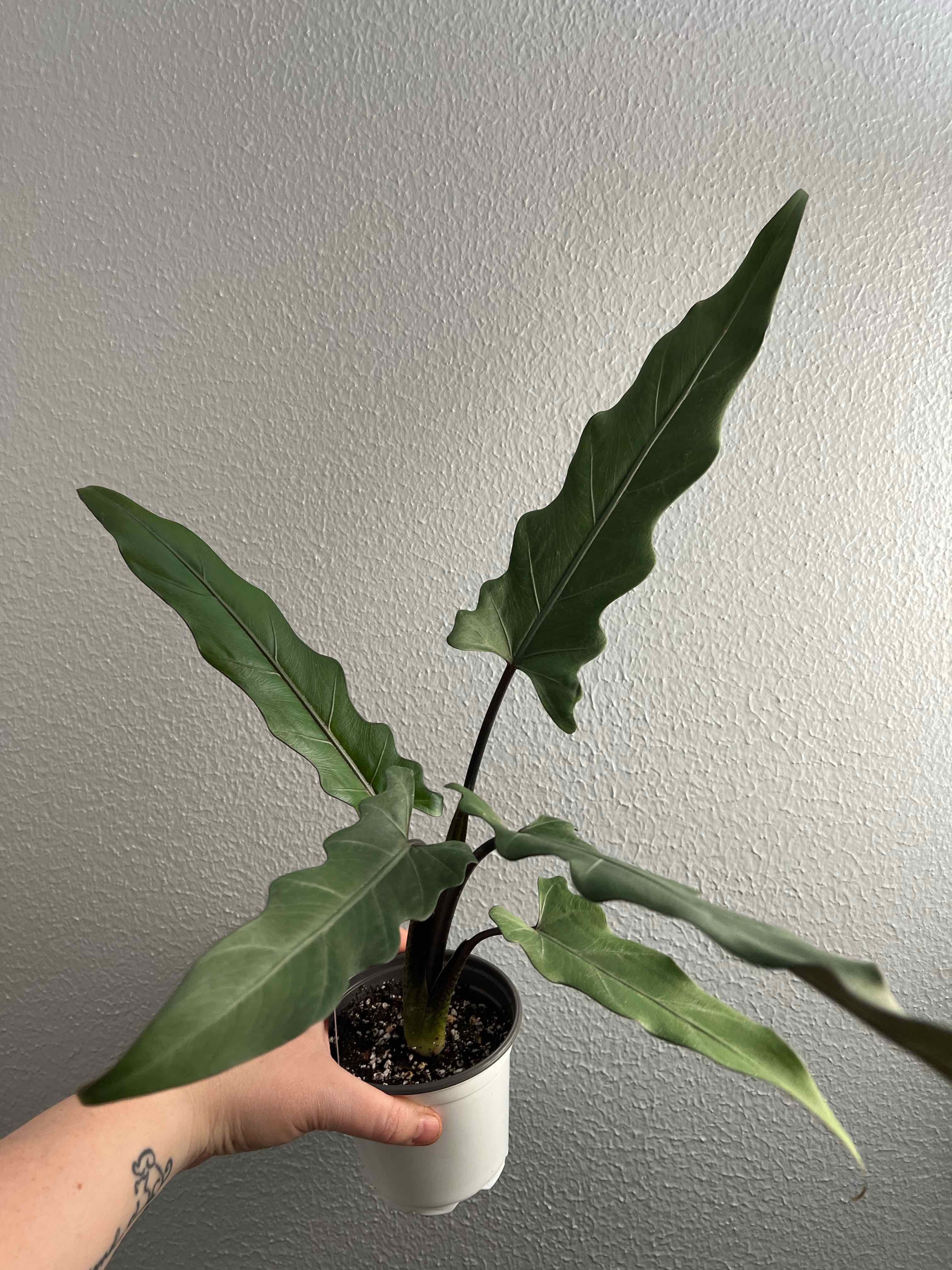 Purple Sword plant with long, narrow leaves in a white pot, held by a hand.