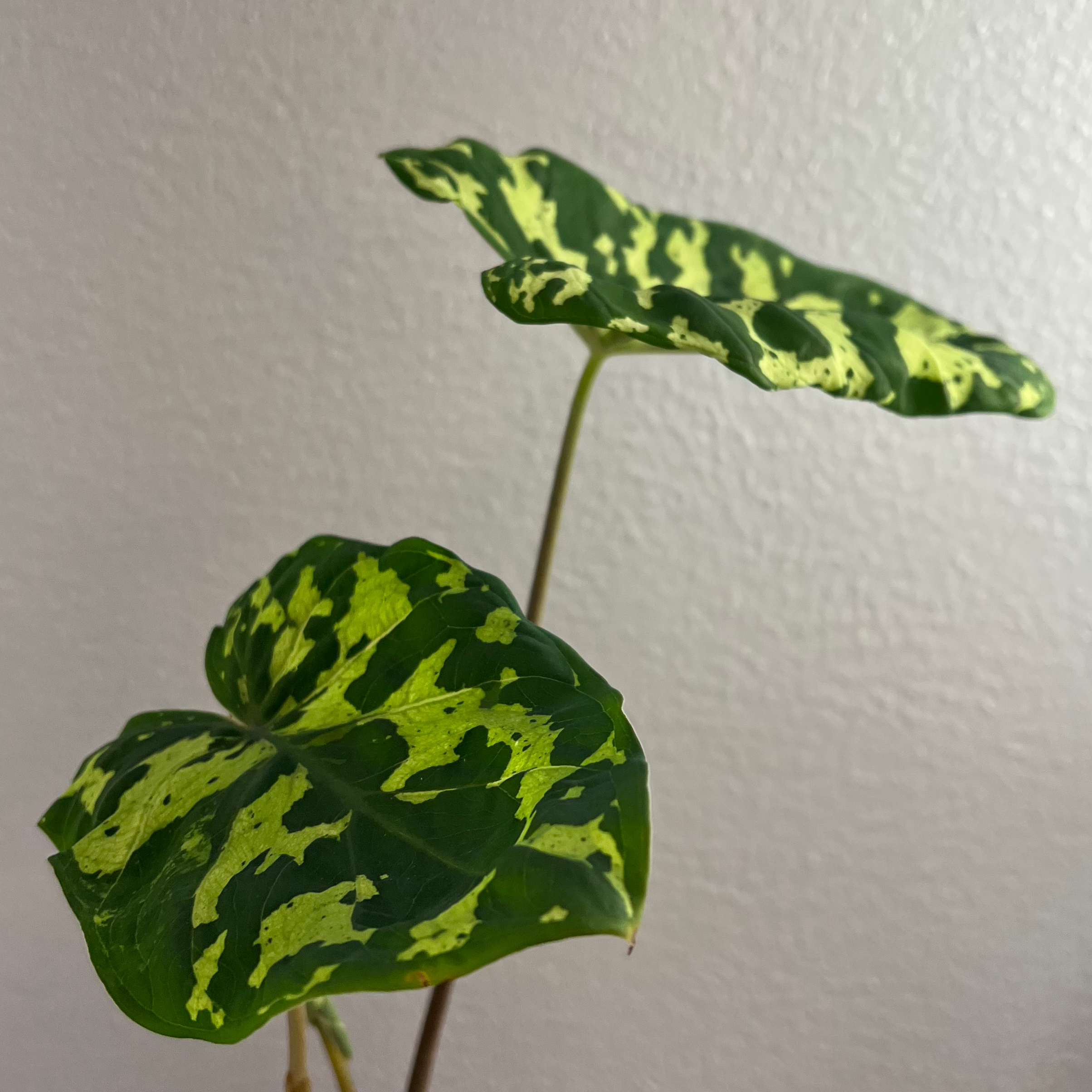 Caladium Hilo Beauty plant with two variegated leaves, healthy appearance.