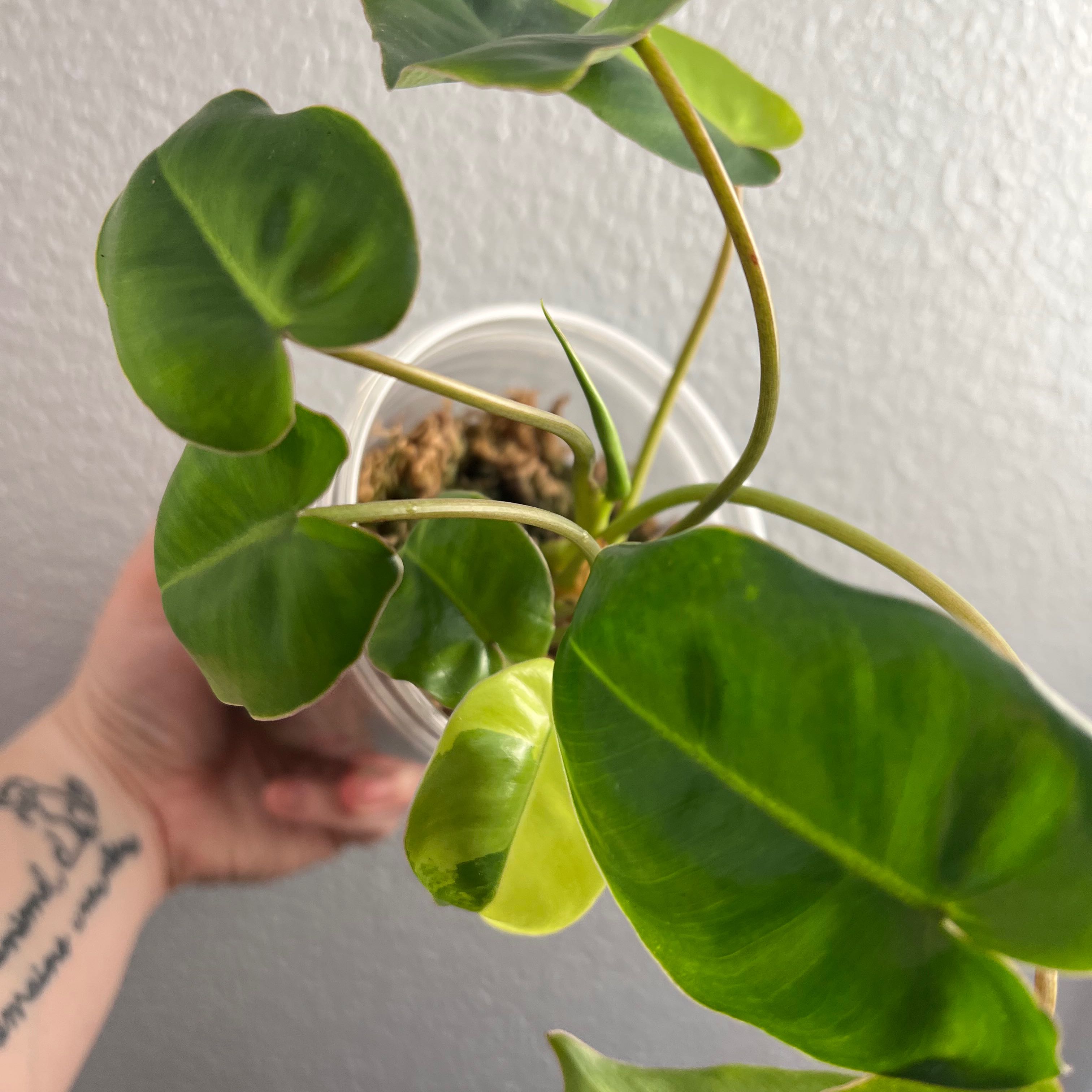 Burle Marx Variegata plant in a clear pot with slight yellowing on one leaf.