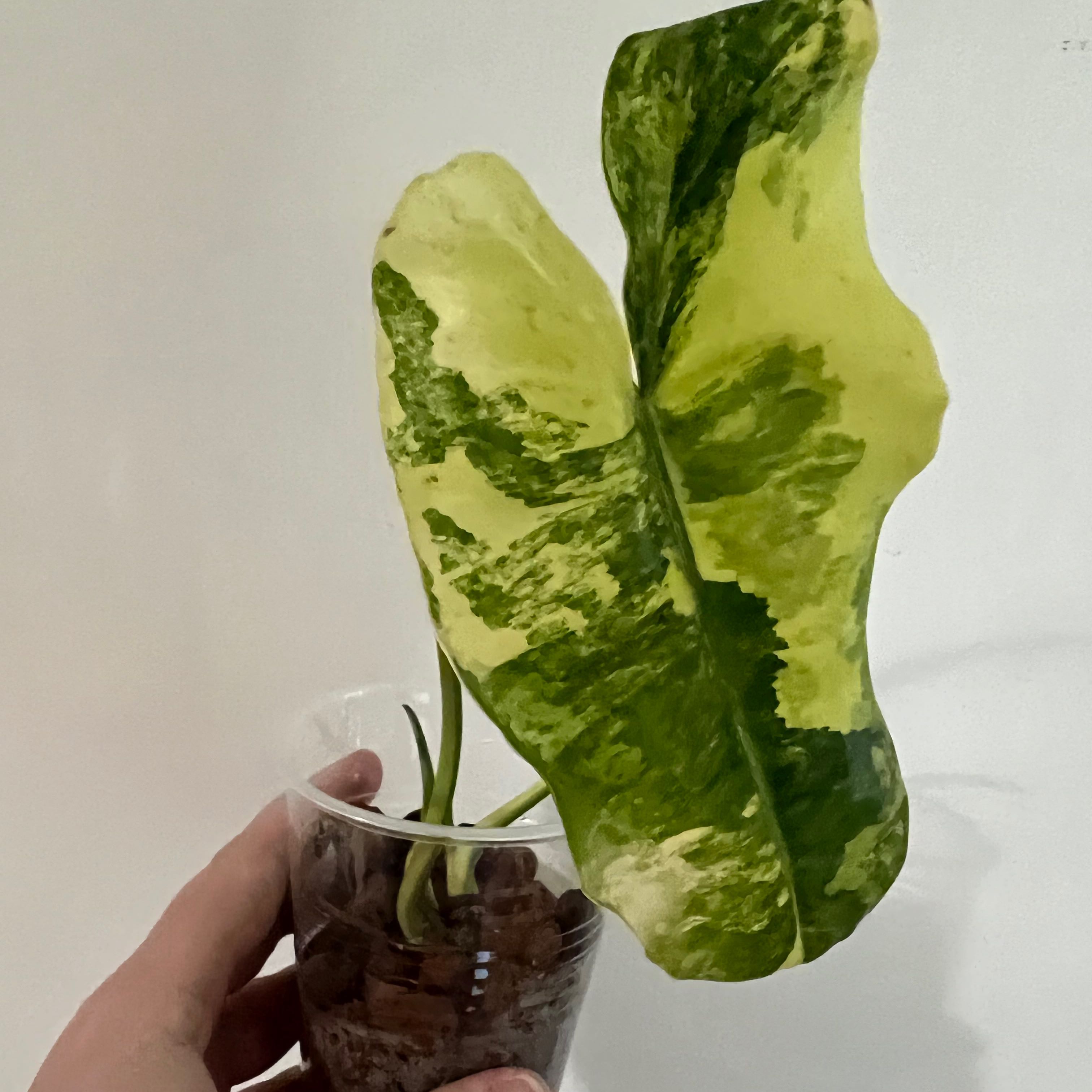 Burle Marx Variegata plant with variegated leaves in a small transparent container, held by a hand.