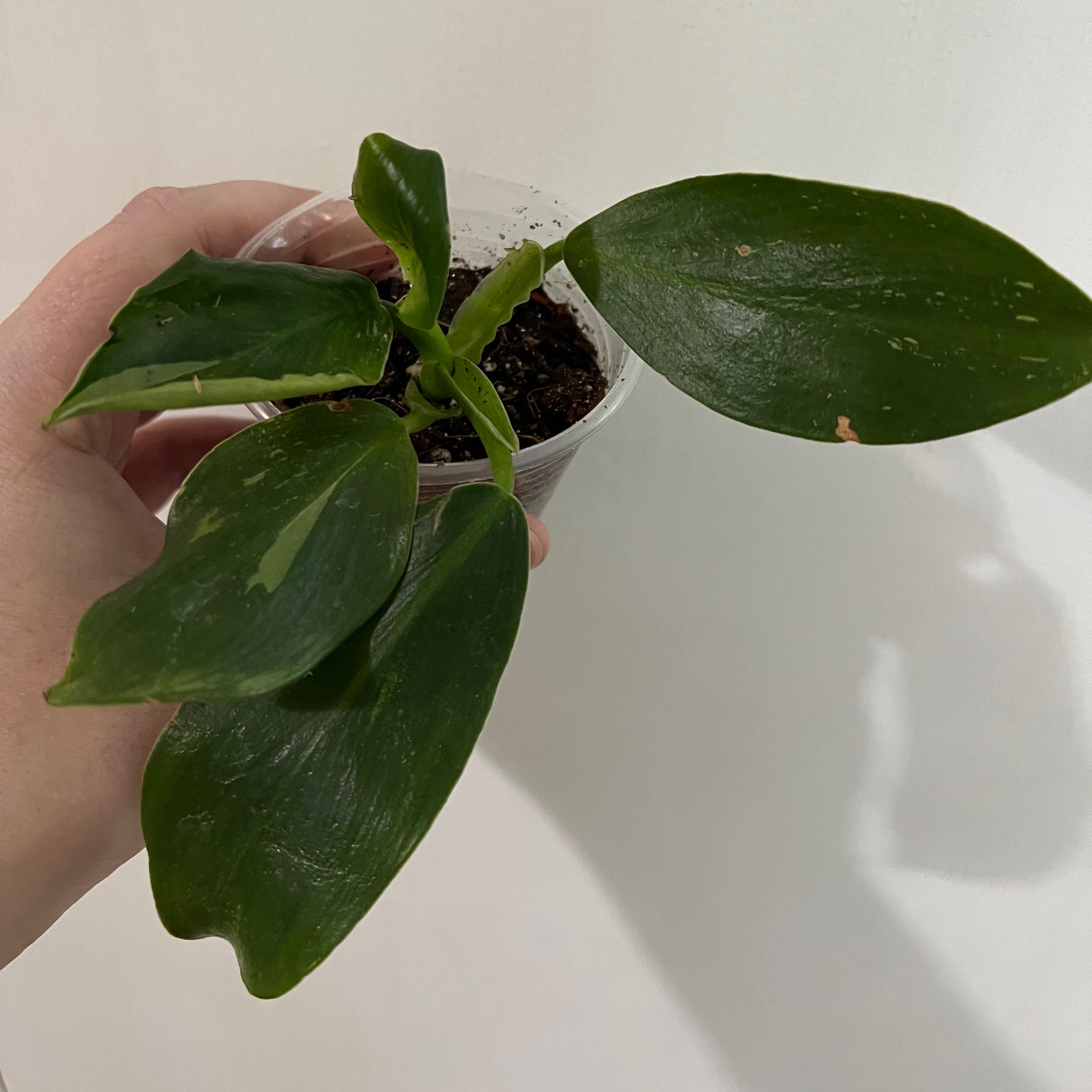 Philodendron 'White Wizard' plant in a clear plastic container held by a hand.