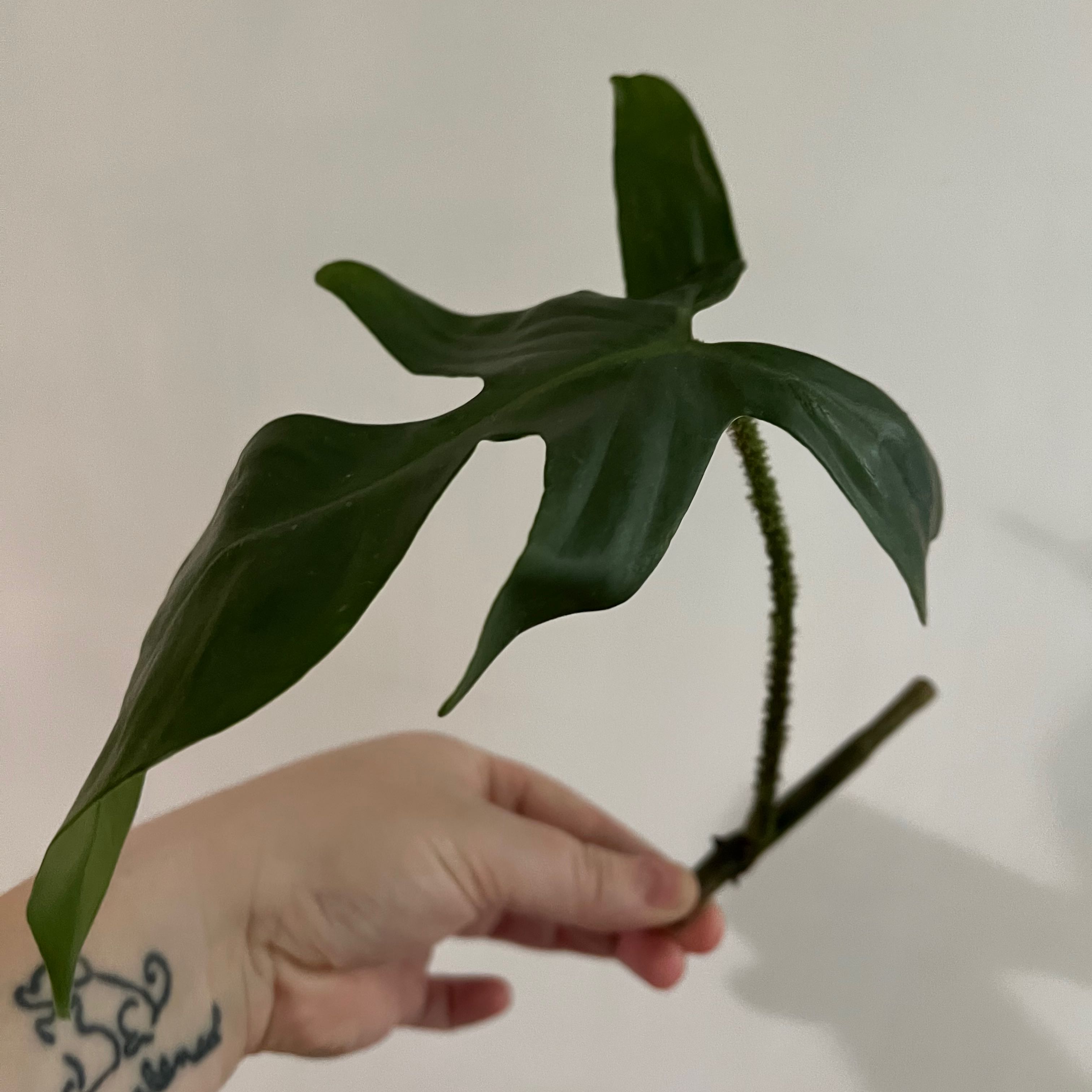 A healthy Hairy Philodendron leaf being held by a hand.