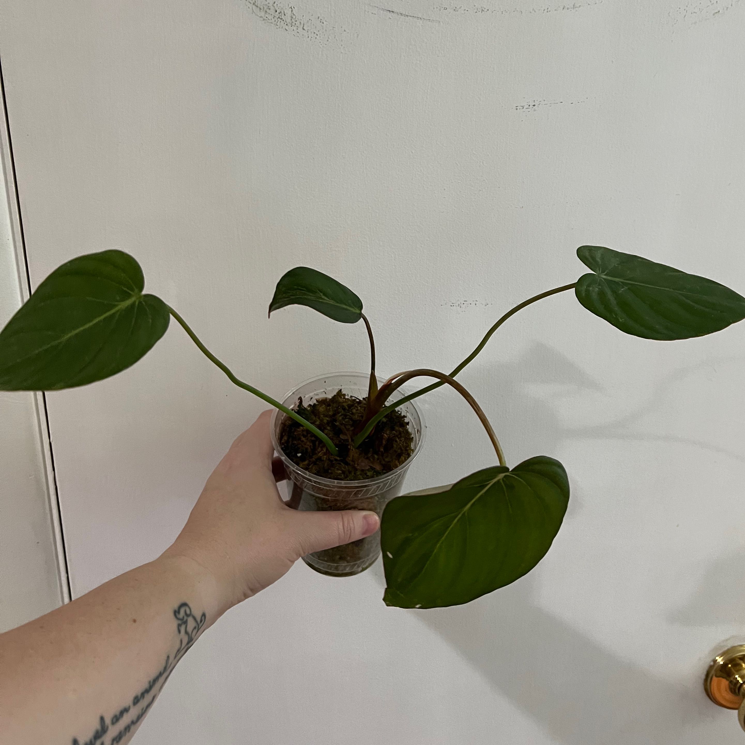 Philodendron 'McDowell' plant held by a hand, with three large green leaves in a clear container.