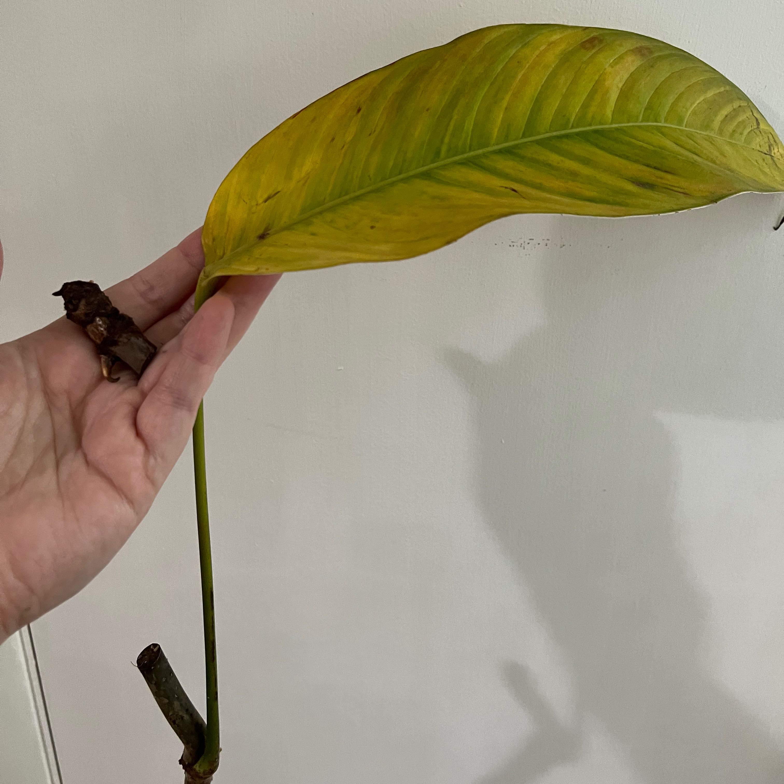 Photo of the plant species Philodendron heterocraspedon by @samsin32 named Your plant on Greg, the plant care app