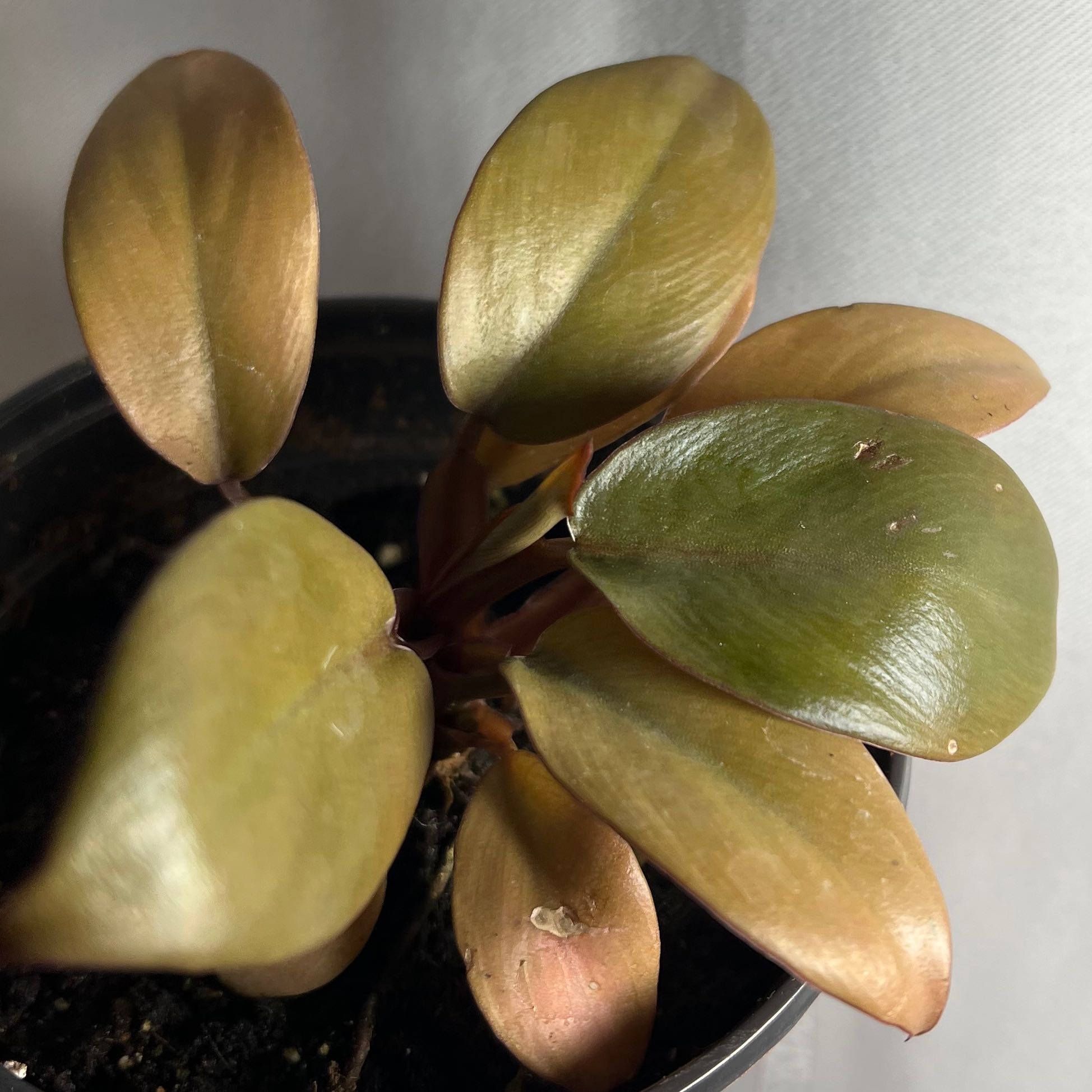Philodendron 'Black Cardinal' plant with green and brownish leaves in a pot.