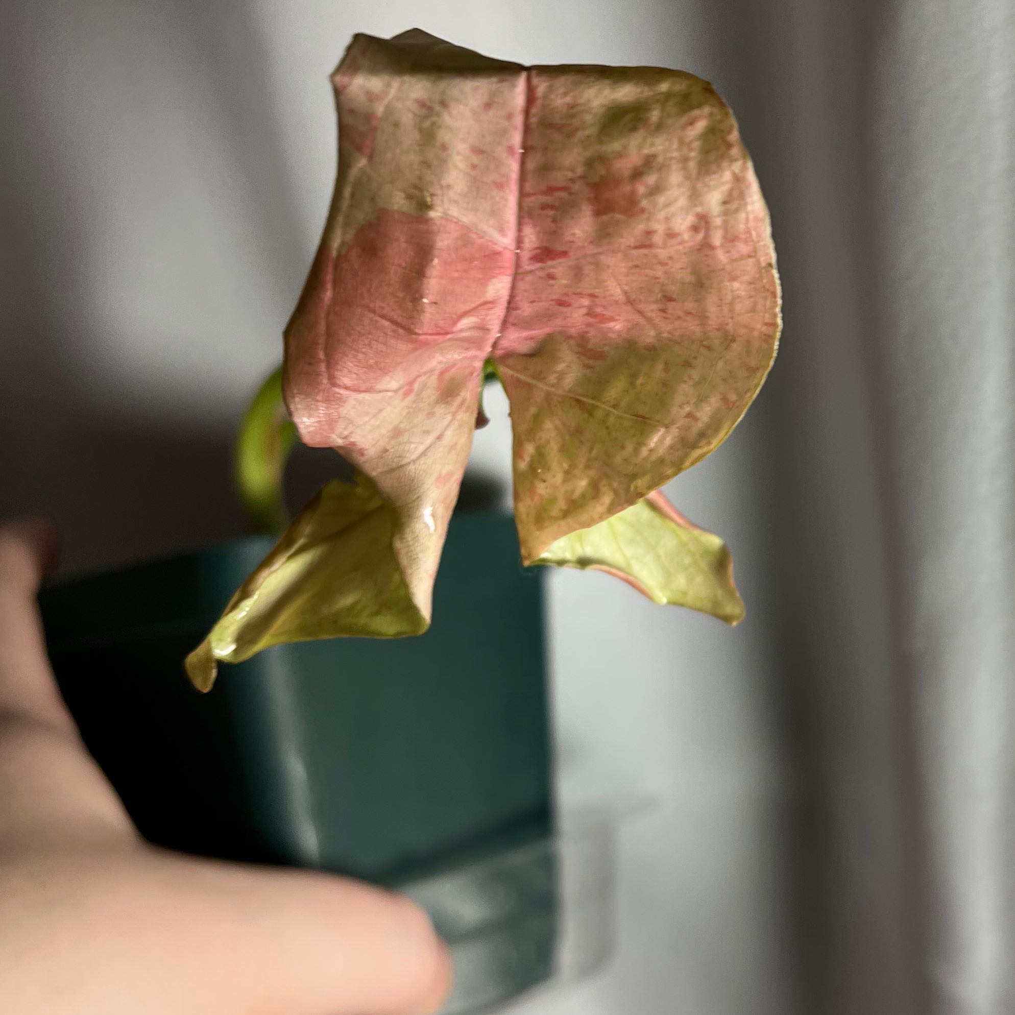 Pink Splash Arrowhead Vine with significant leaf discoloration, held by a hand.