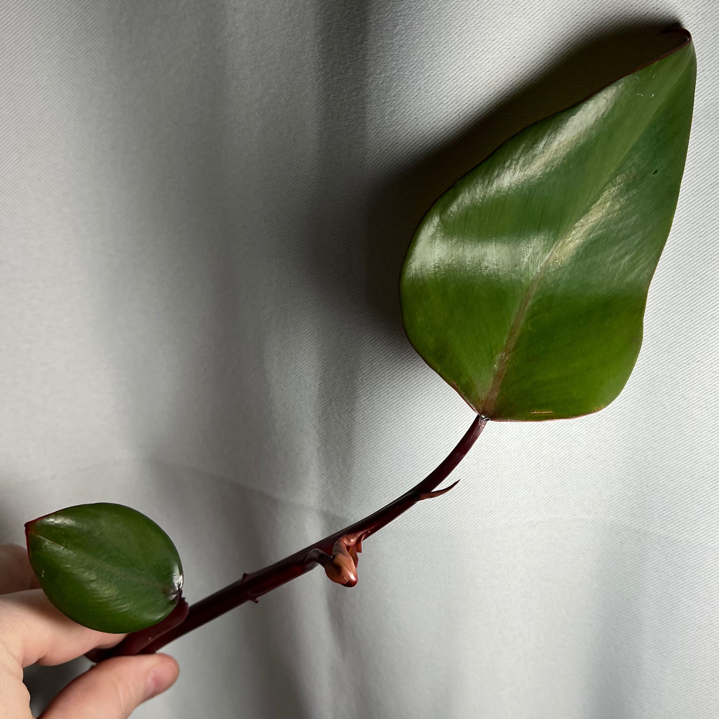 A Strawberry Shake Philodendron stem with two healthy leaves held by a hand.