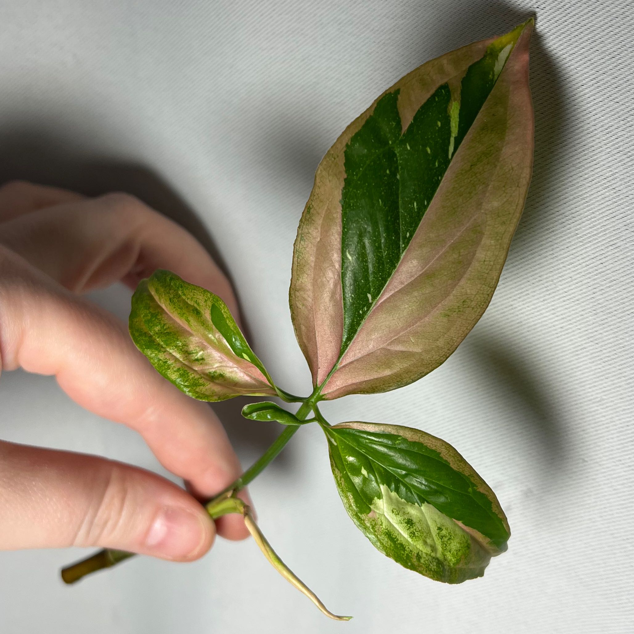 Photo of the plant species Syngonium / Arrowhead by @samsin32 named Red Spot Tricolor on Greg, the plant care app