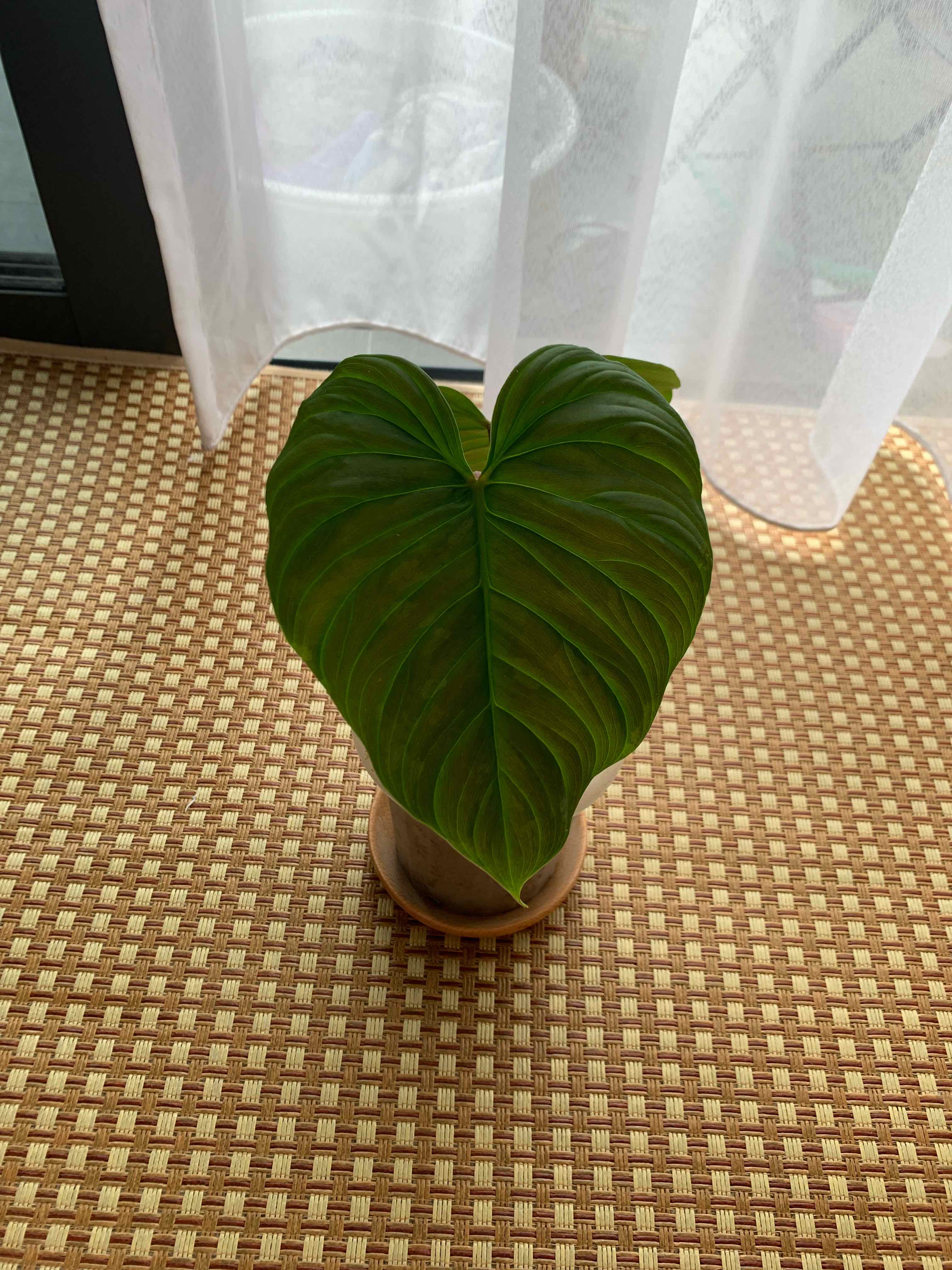 Philodendron 'Majestic' plant with a large, healthy green leaf on a woven mat near a window.