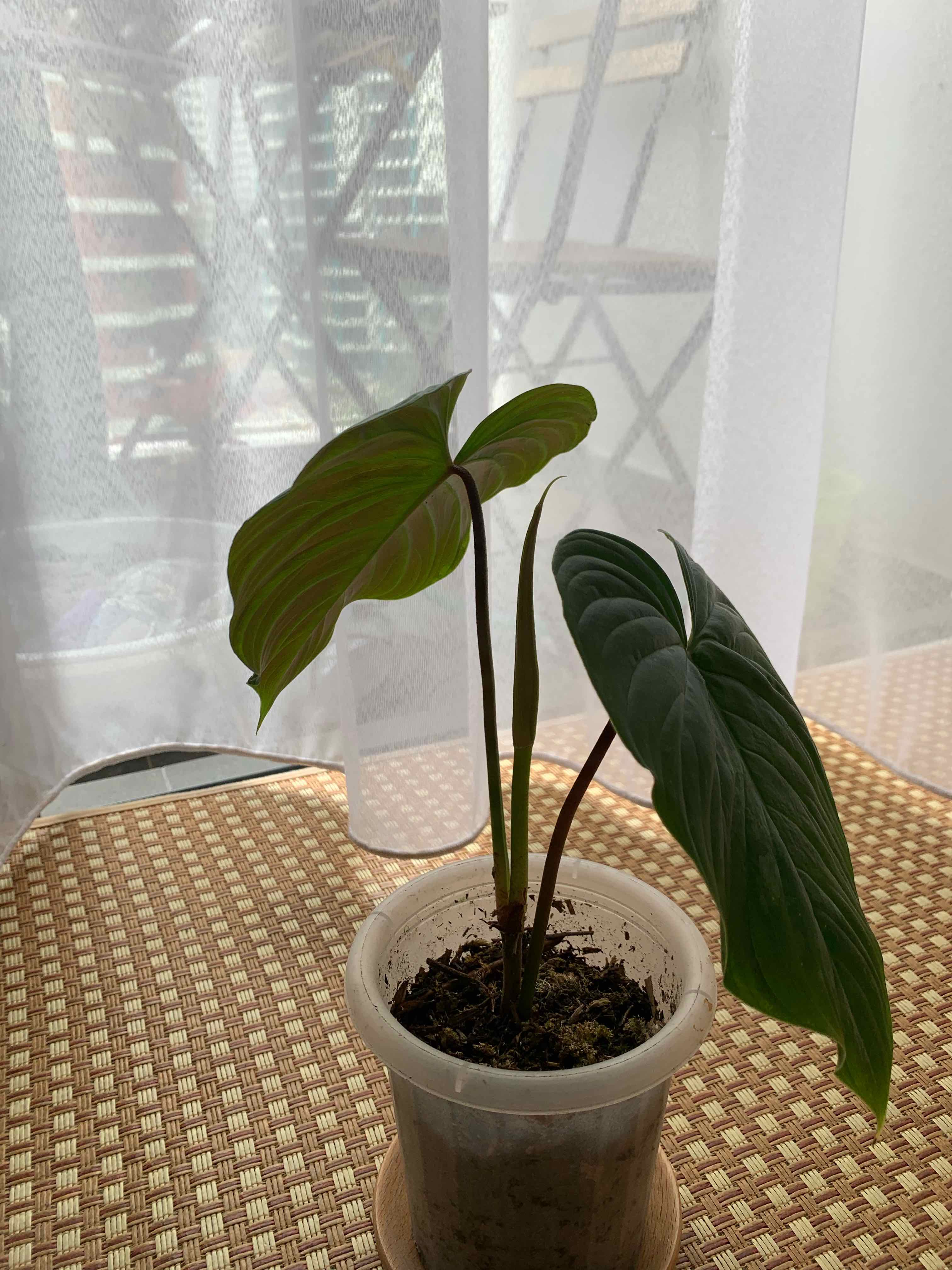 Philodendron 'Majestic' plant in a small pot with healthy green leaves.
