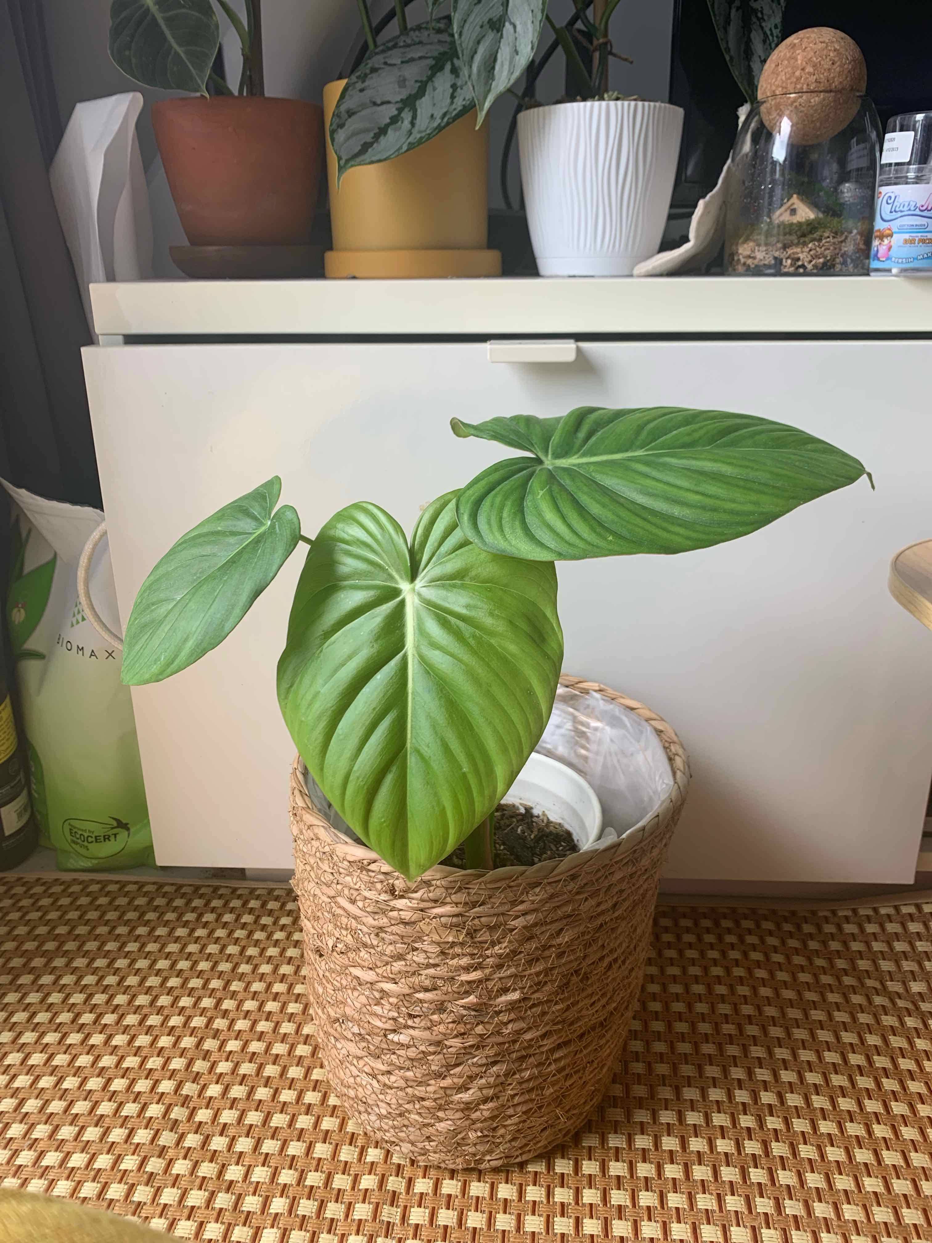 Philodendron 'McDowell' plant in a woven basket pot with large, green leaves.