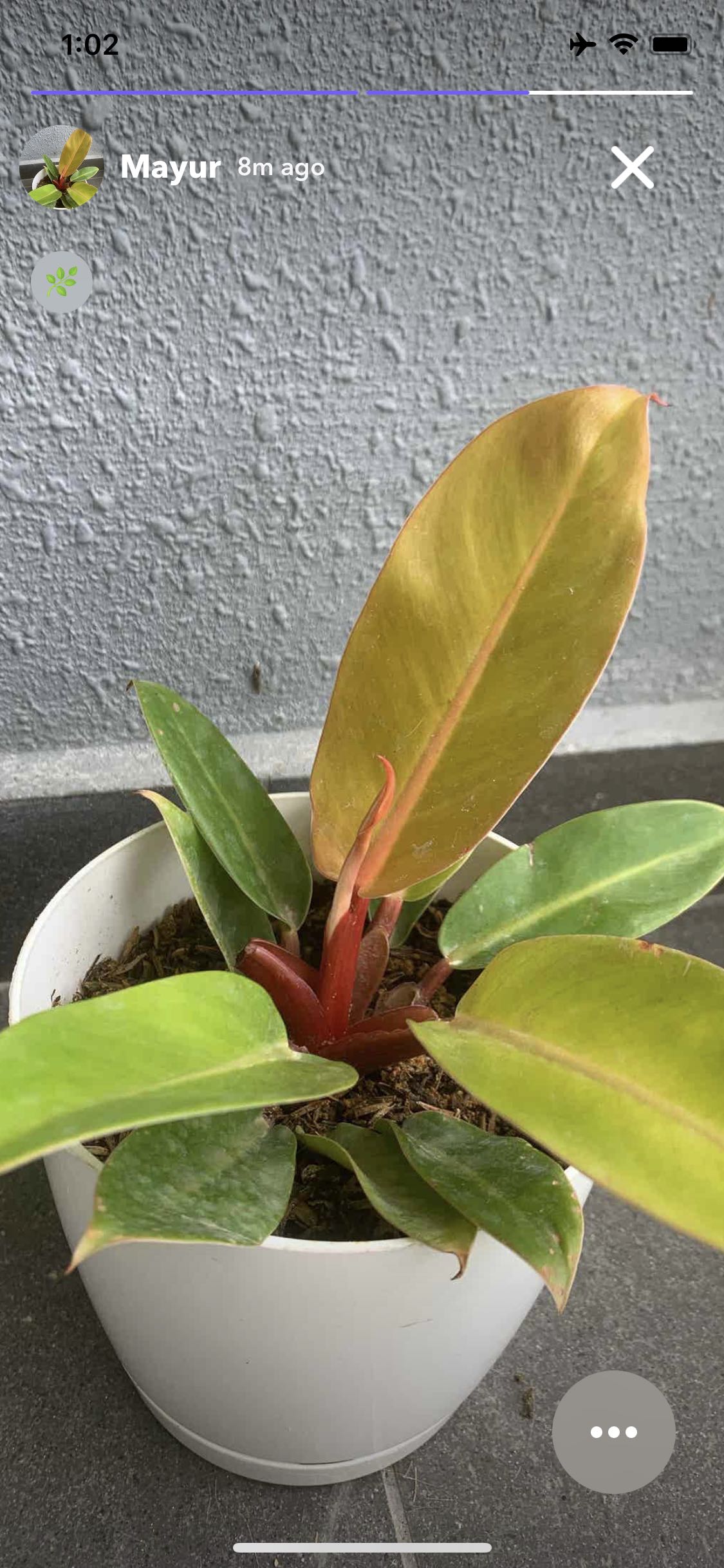 climbing philodendron Philodendron White Wizard Rare Plant (Philodendron erubescens) – Jungle  Relics main image 1