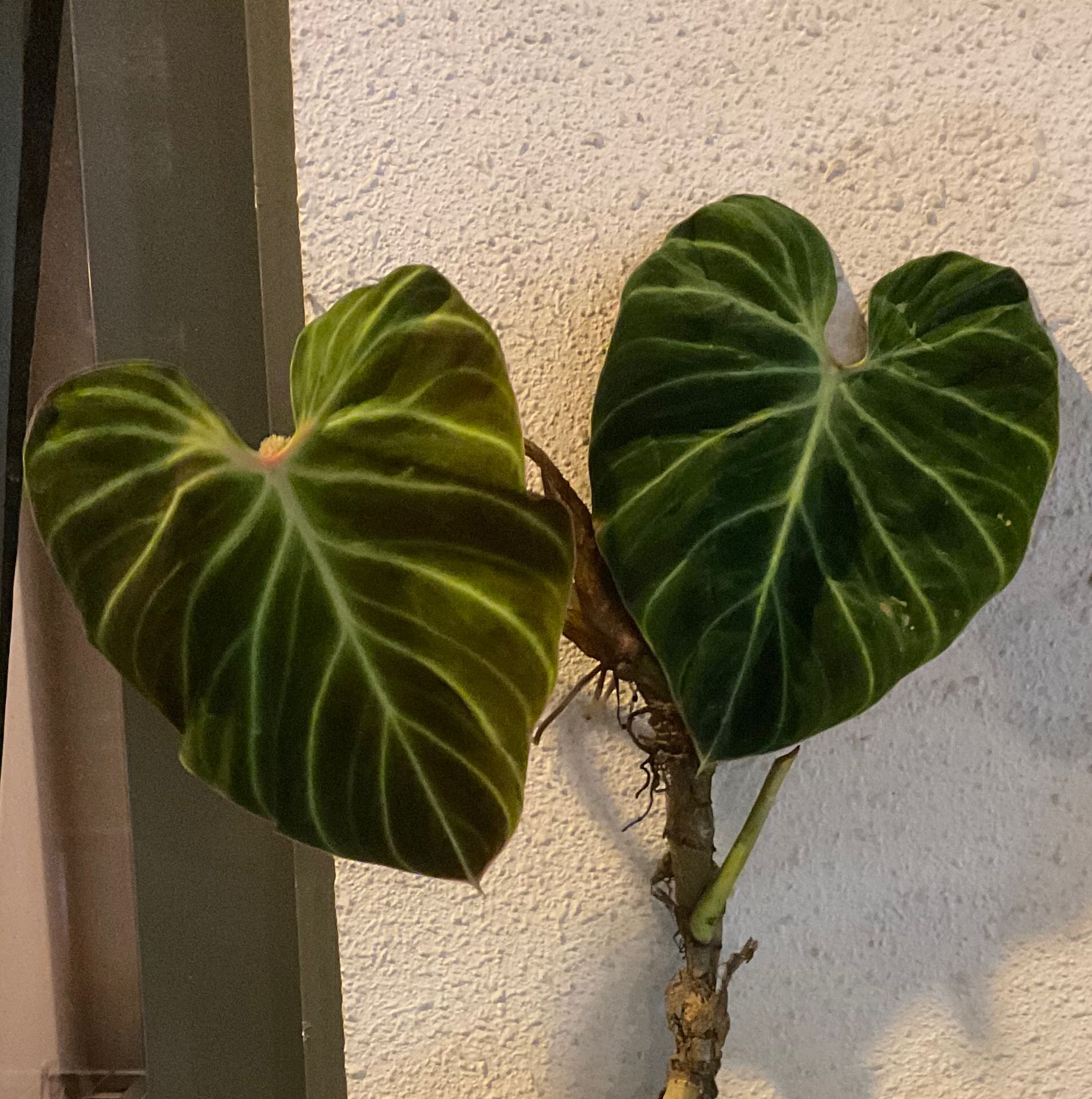 Ecuador Philodendron with two large, heart-shaped leaves with prominent veins.