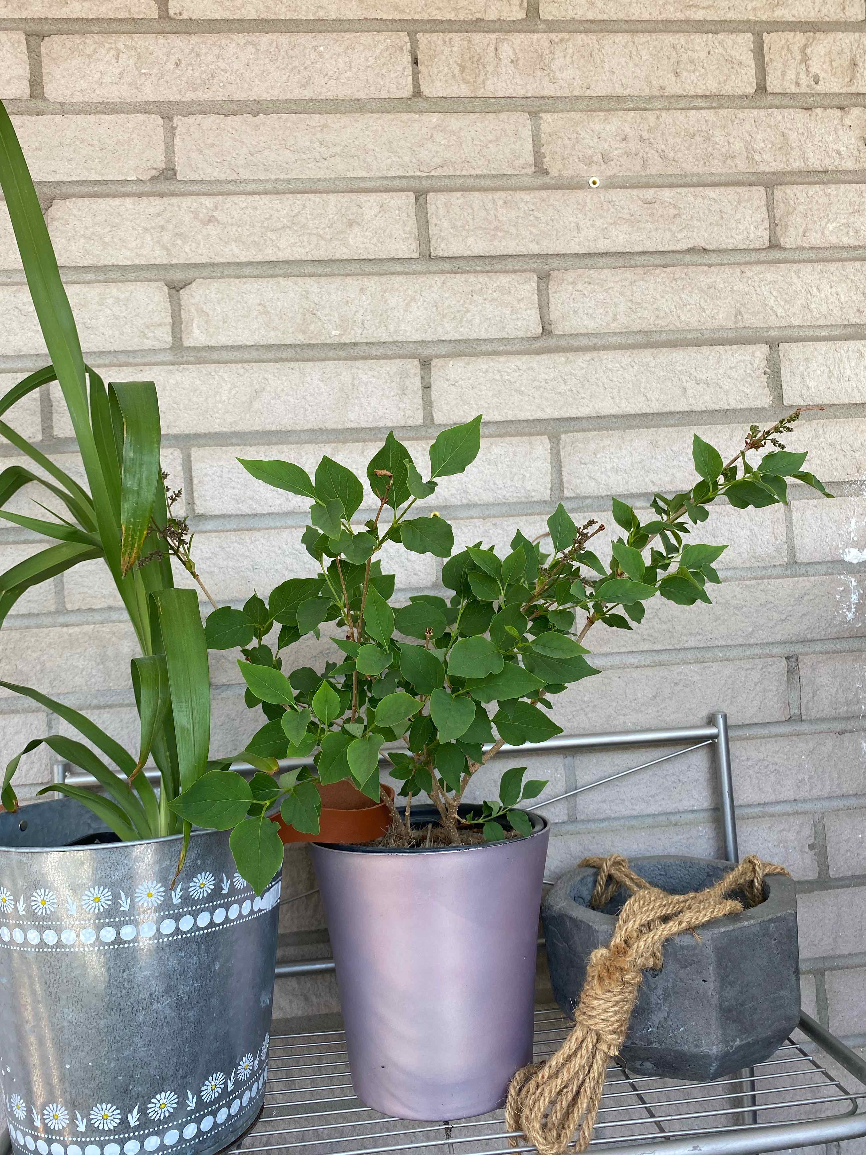 Potted Korean Hibiscus plant with green leaves, no visible flowers or soil.