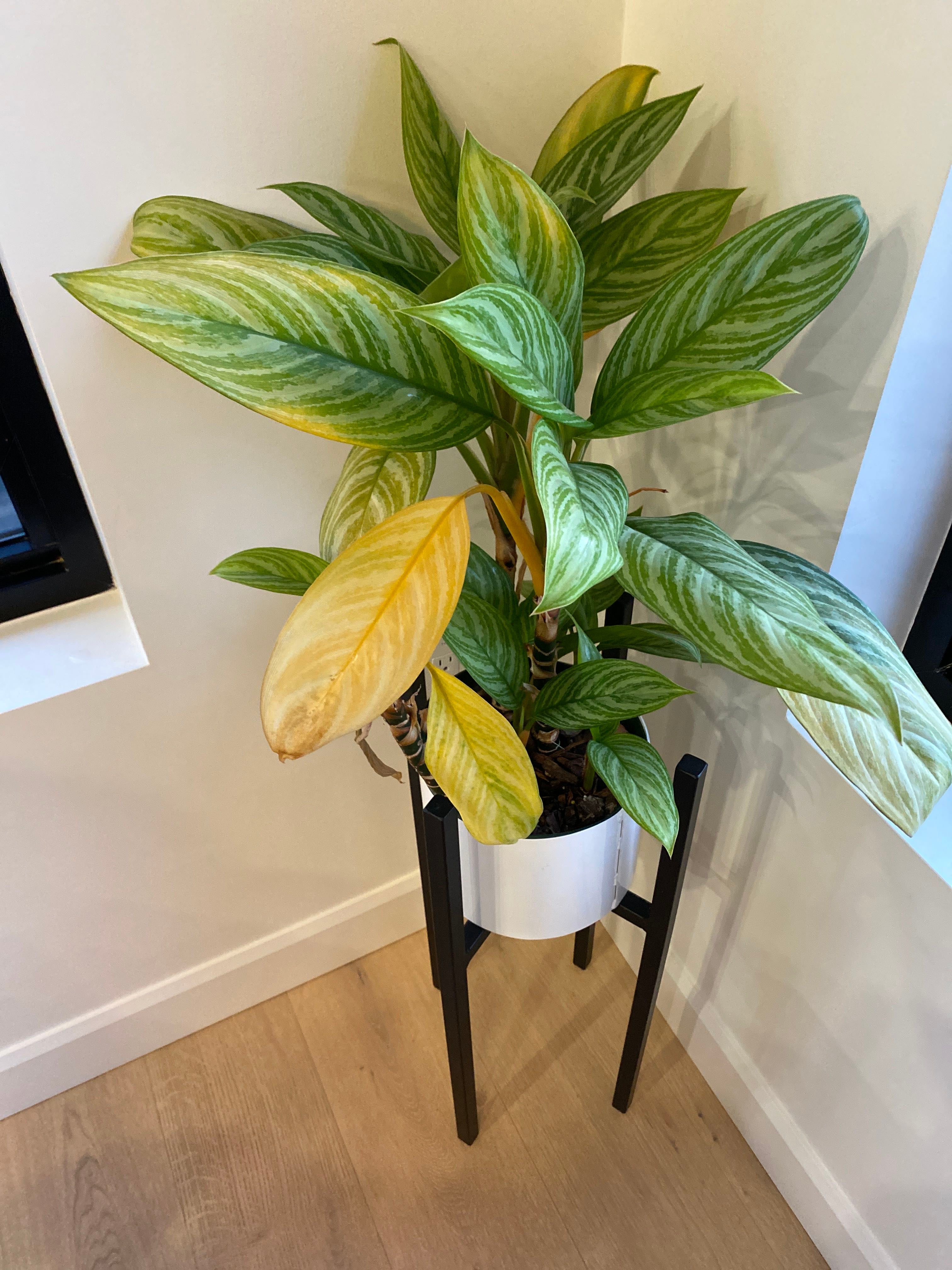 Best Potting Soil Mix for Aglaonema 'Wishes'