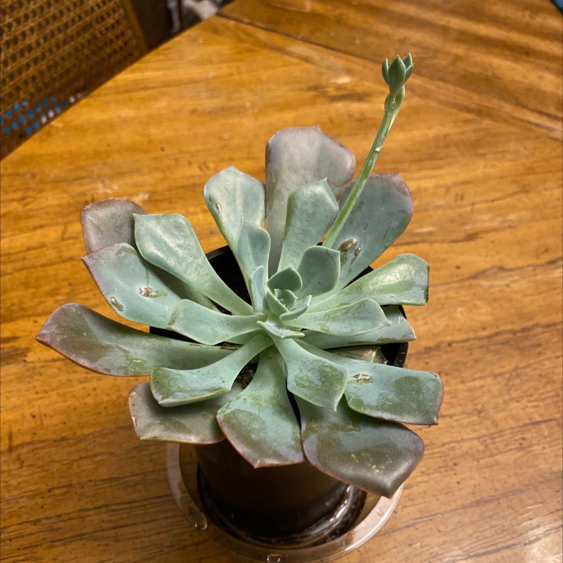 Graptoveria 'Bashful™' succulent plant in a small pot with a visible flower stalk.