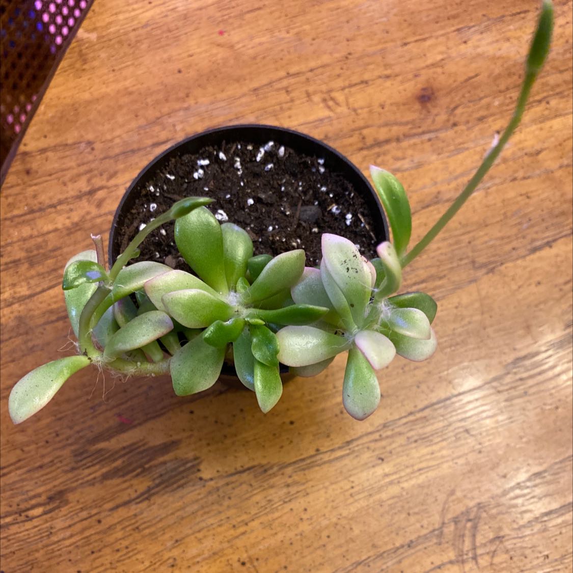 Potted Anacampseros 'Sunrise' succulent with visible soil on a wooden surface.