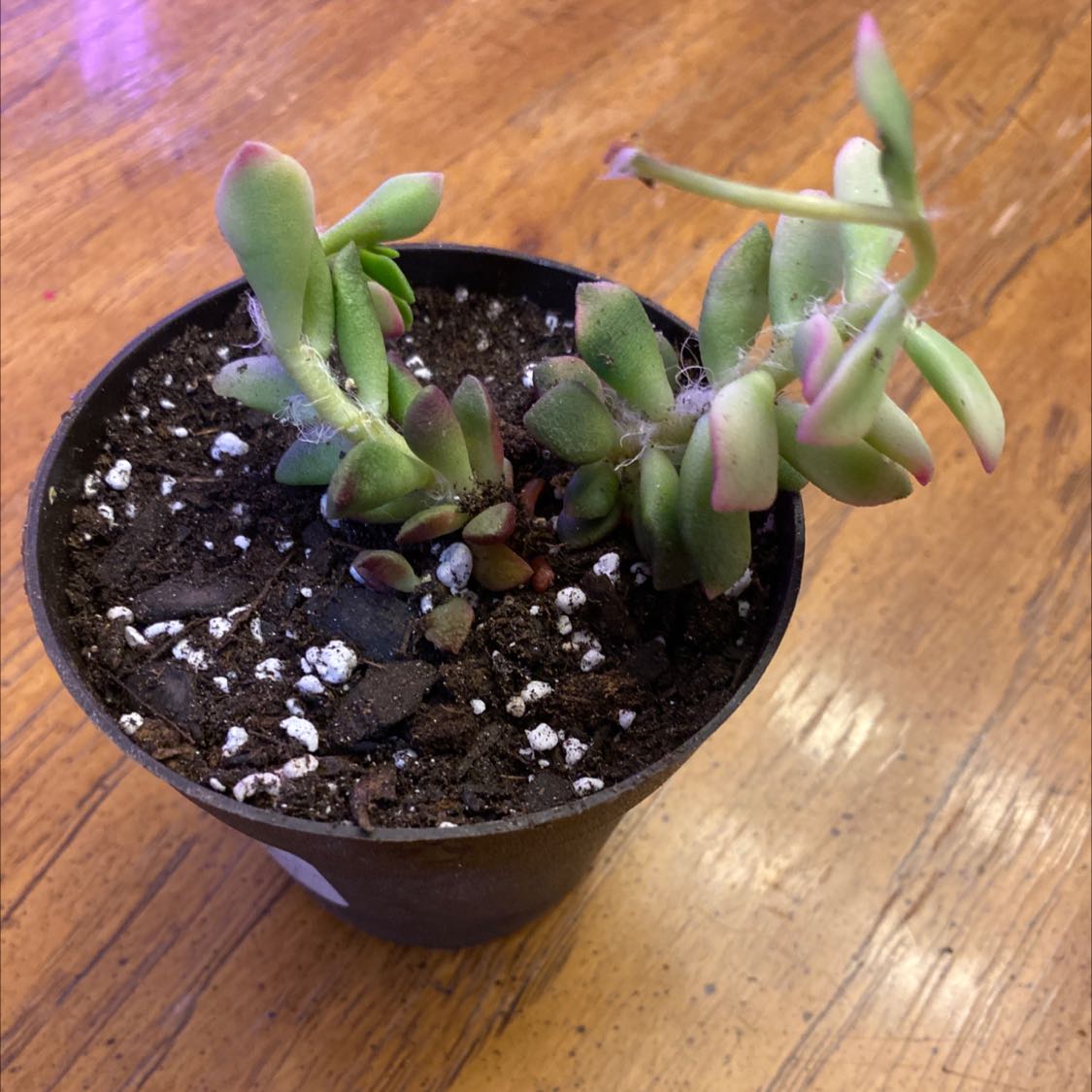 Potted Anacampseros 'Sunrise' plant in good health with visible soil.