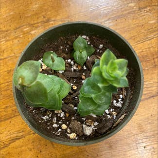 Variegated String of Buttons plant in Somewhere on Earth