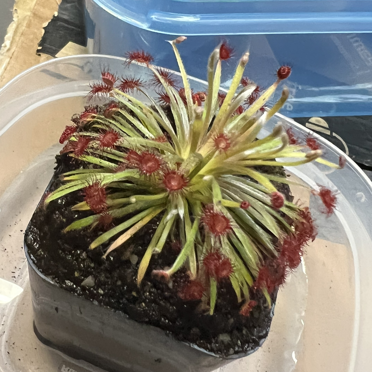 Photo of the plant species Sundew by @Erinmo named Tbd on Greg, the plant care app