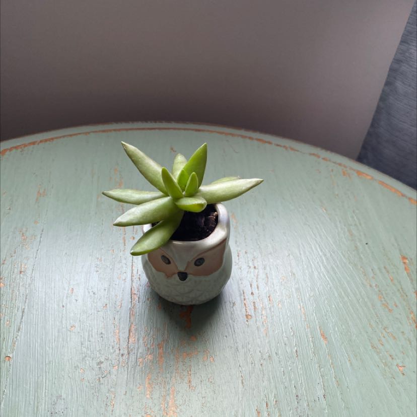 Pale Stonecrop succulent in a decorative pot on a table.